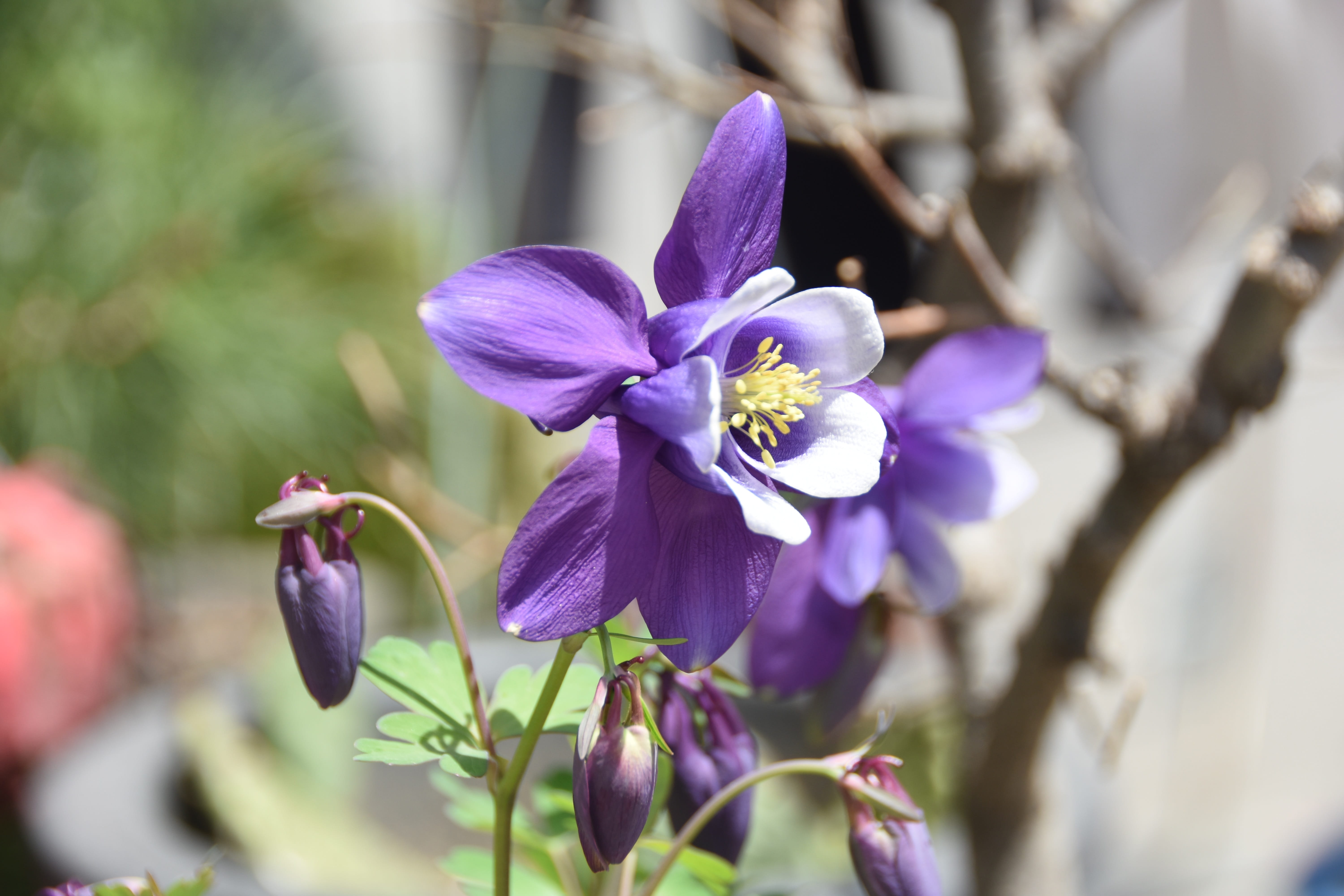 purple, day, flower head, close-up, botany, vulnerability, inflorescence, bud, flower, growth, fragility, 5K, springtime, behold, selective focus, nature, HD Wallpaper