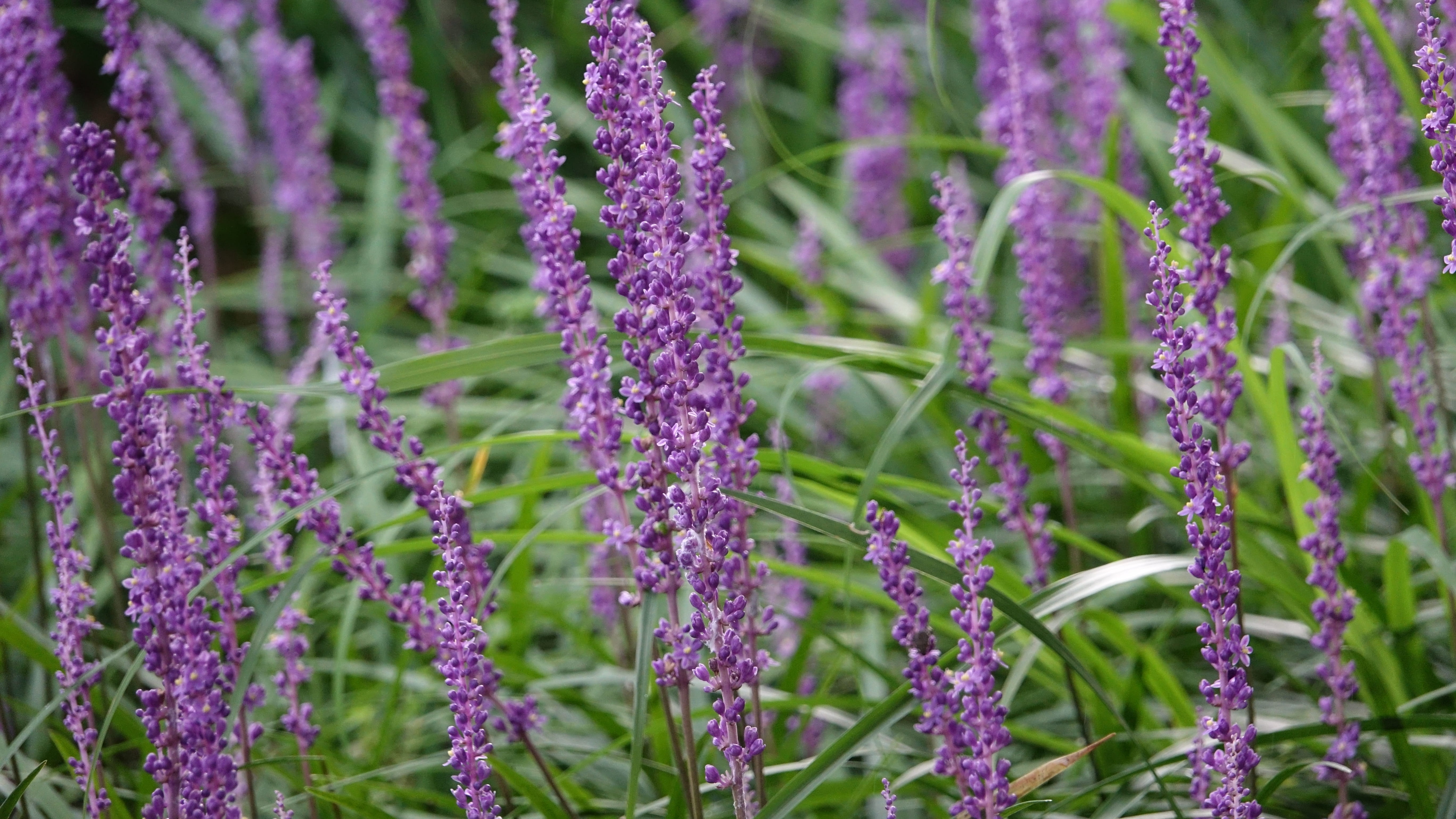 field, purple, vulnerability, land, behold, beauty in nature, day, freshness, selective focus, no people, botany, flowers, nature, green color, flower, HD Wallpaper