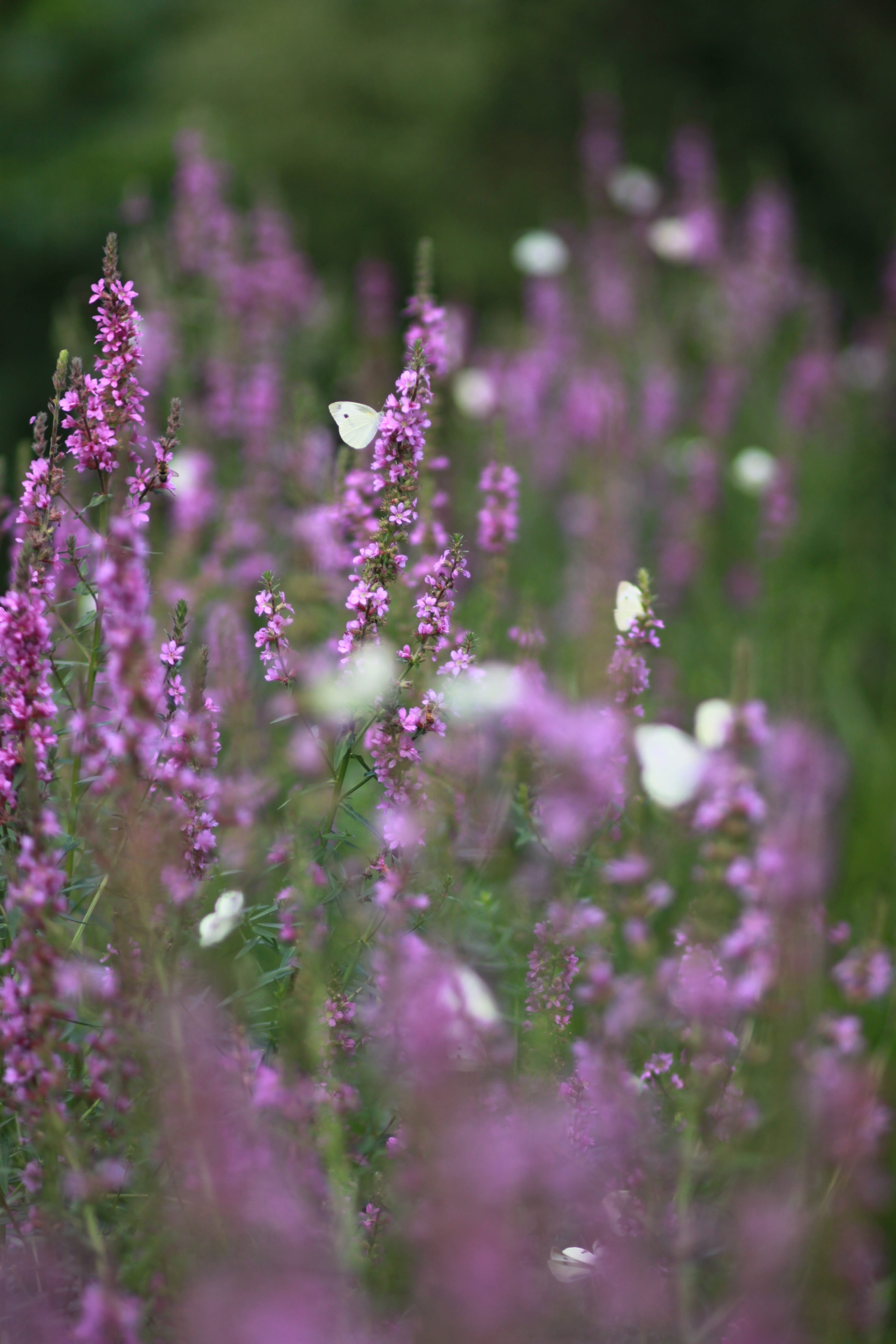 purple, selective focus, fragility, butterfly, wild, lavender, petal, flowering plant, growth, flower head, behold, wildflower, close-up, plants, softness, Phone HD Wallpaper