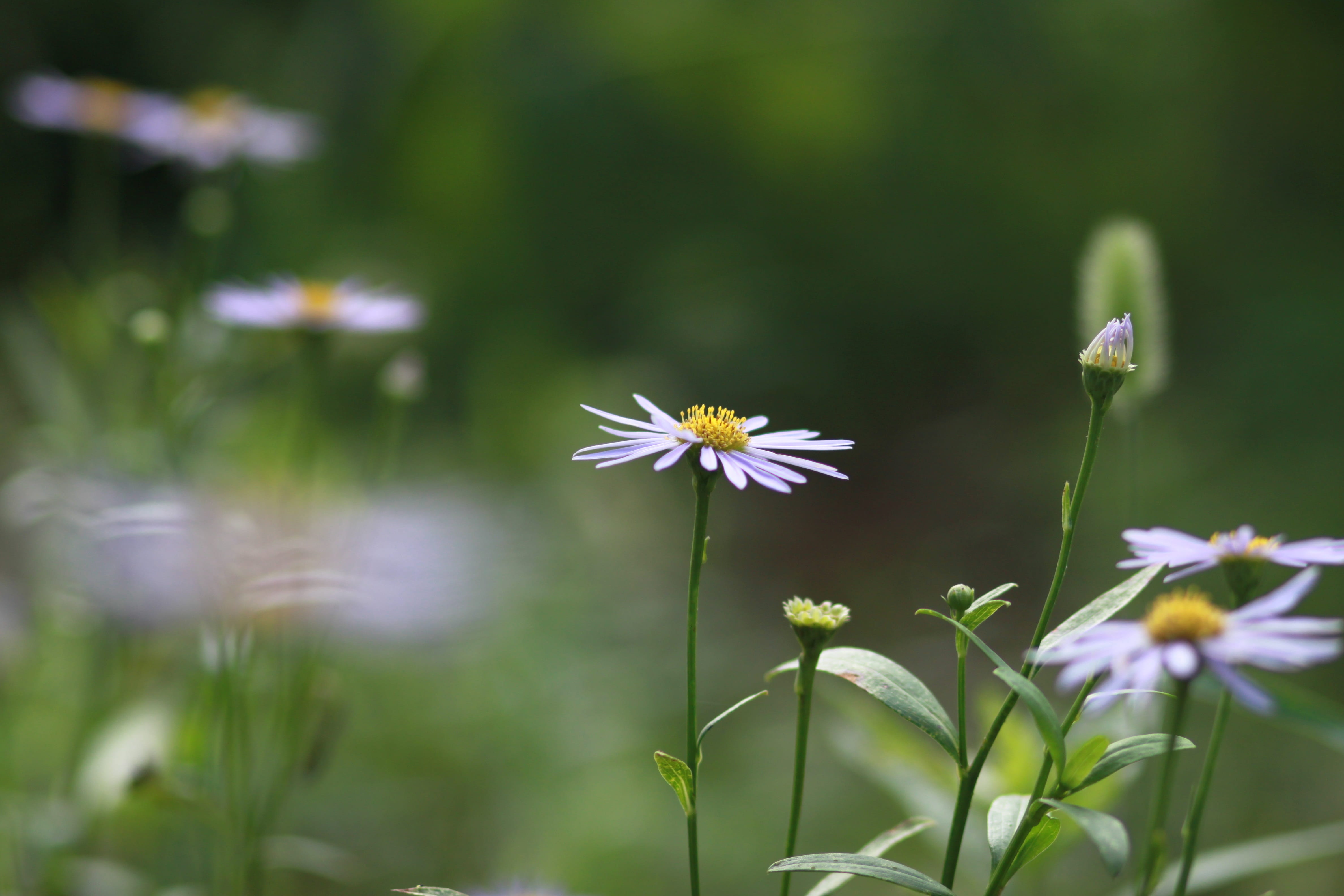 petal, purple, selective focus, outdoors, botany, plant, wildflower, plant stem, green color, close-up, field, flowers, 4K, flower head, focus on foreground, HD Wallpaper