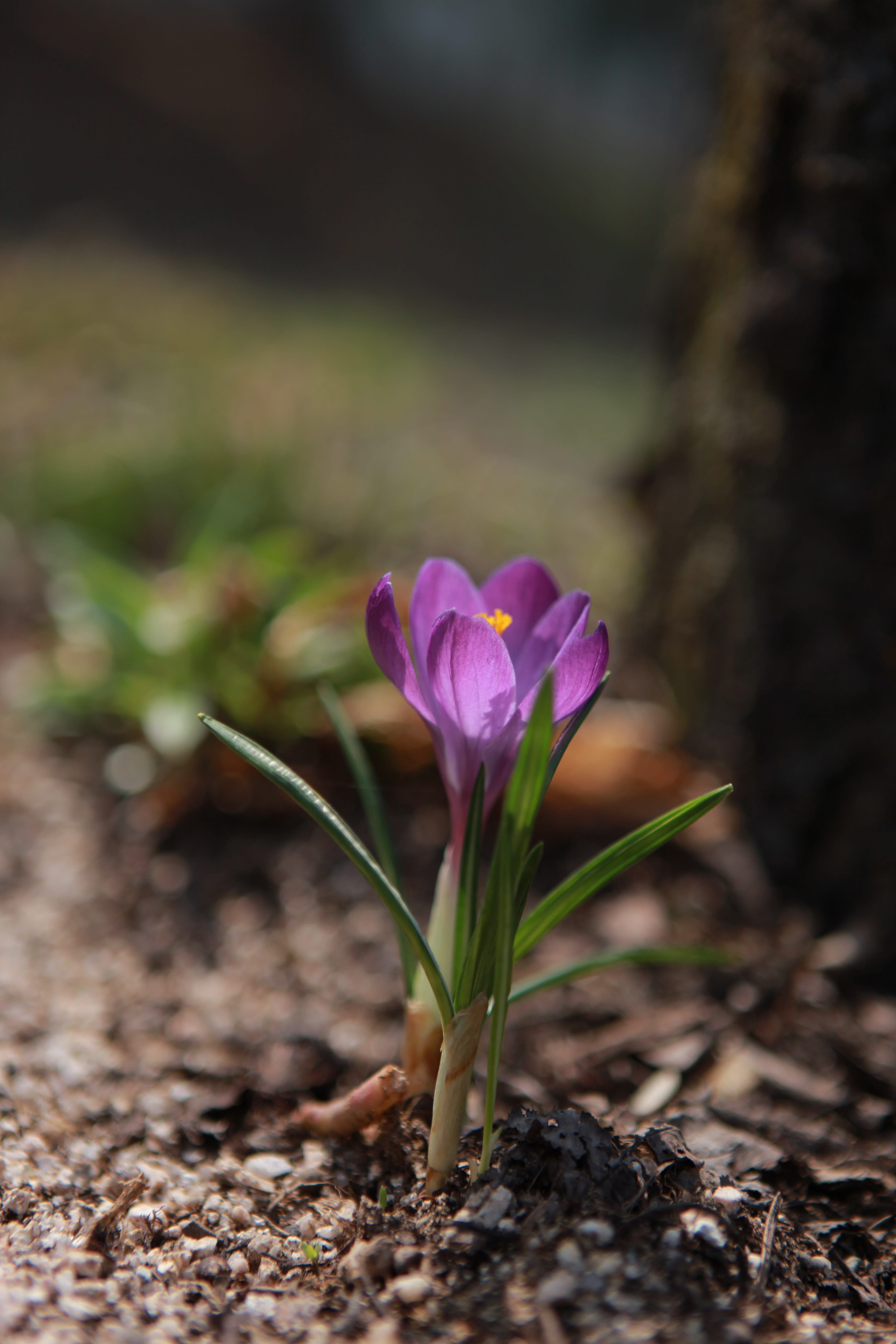 focus on foreground, growth, day, wild plants, iridaceae, no people, 5K, wildflower, land, beauty in nature, wild, plant, field, plants, nature, purple, Phone HD Wallpaper