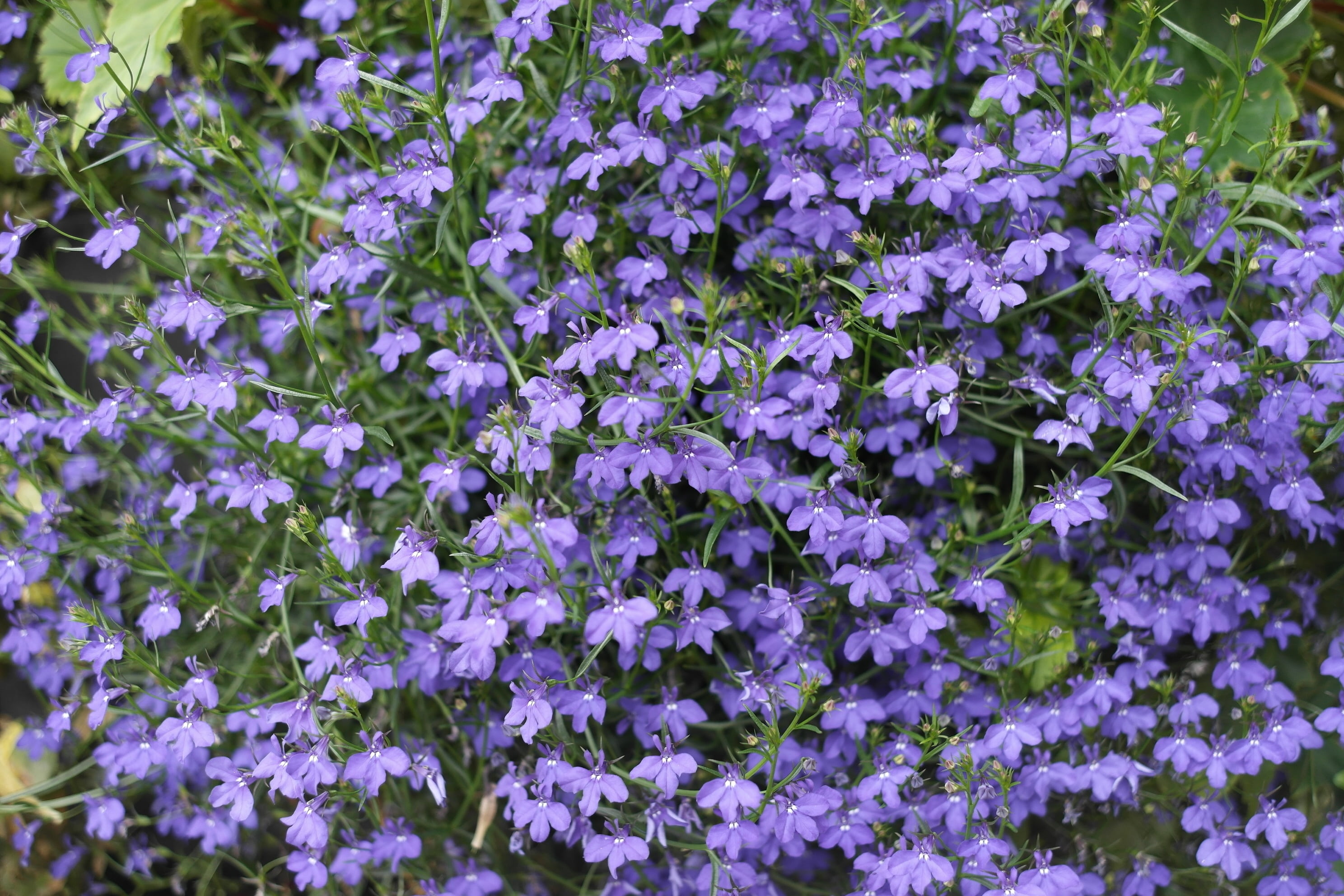 botany, plant, flowering plant, flower head, fragility, no people, full frame, little flower, purple, inflorescence, outdoors, purple flowers, flower gardens, HD Wallpaper