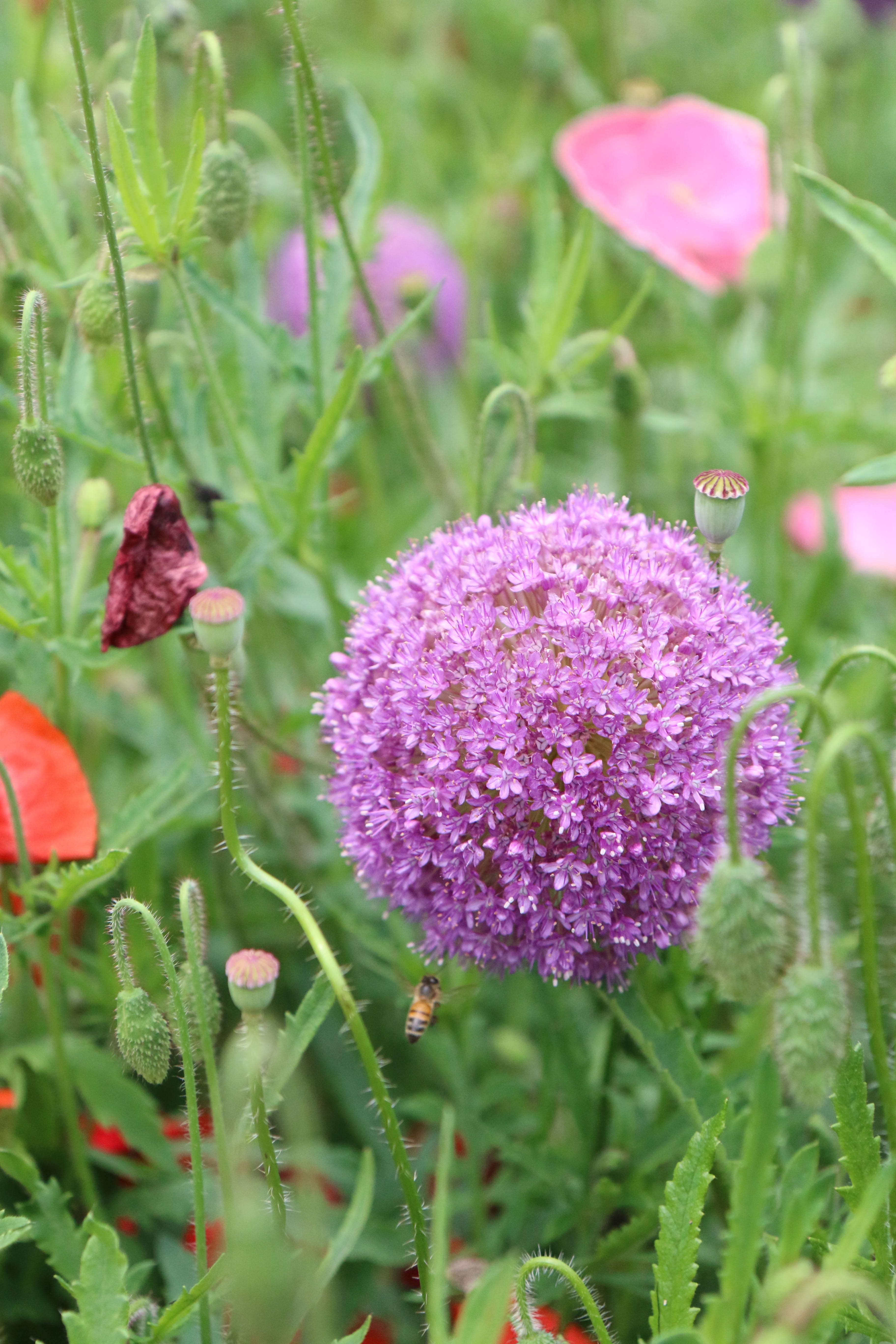plant part, nature, flowering plant, behold, field, inflorescence, day, outdoors, freshness, no people, growth, flowers, petal, flower gardens, plant, 5K, Phone HD Wallpaper