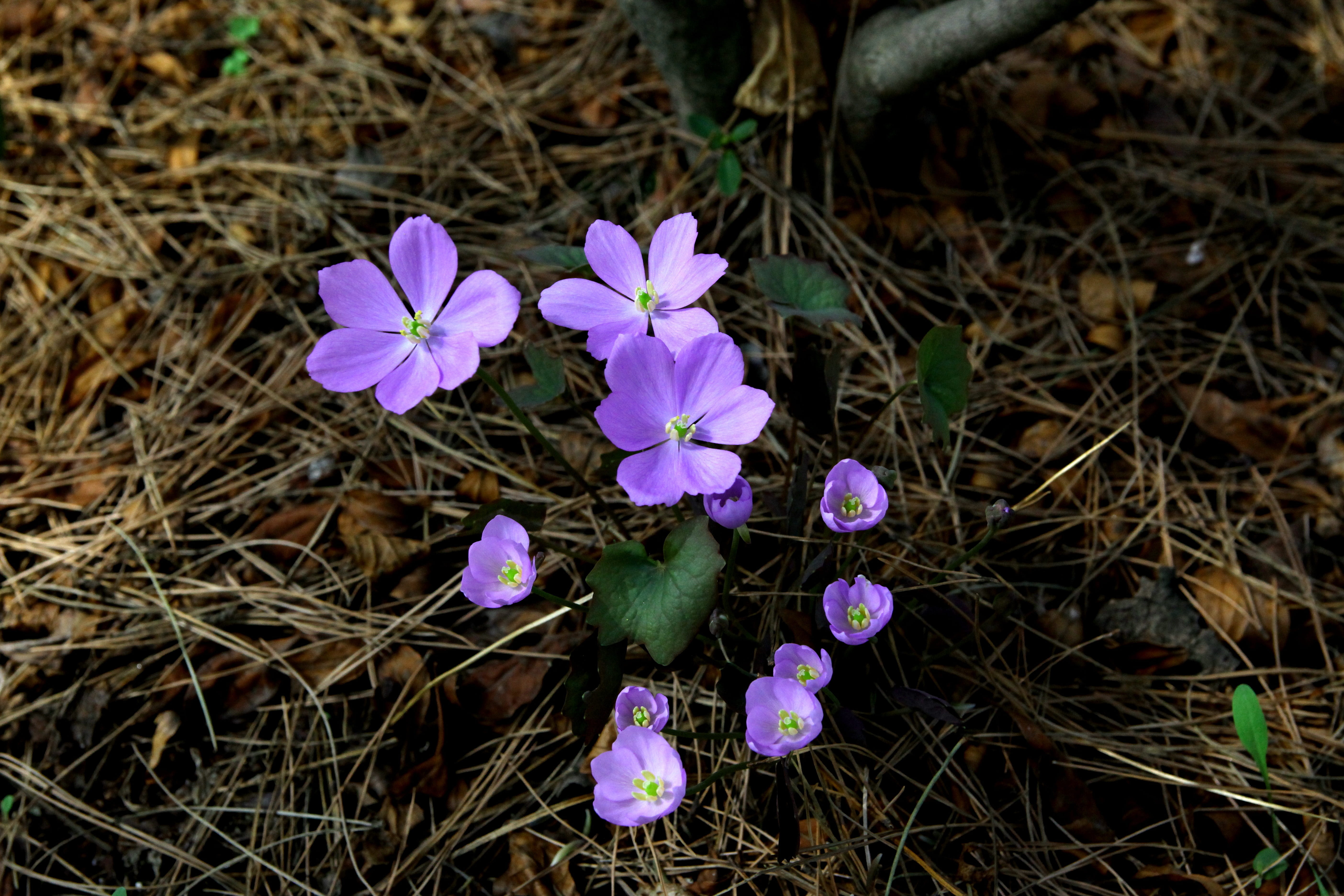 pink color, behold, wild plants, nature, inflorescence, somewhere for poker pool, flowers, fragility, petal, high angle view, plant, 5K, crocus, plants, HD Wallpaper