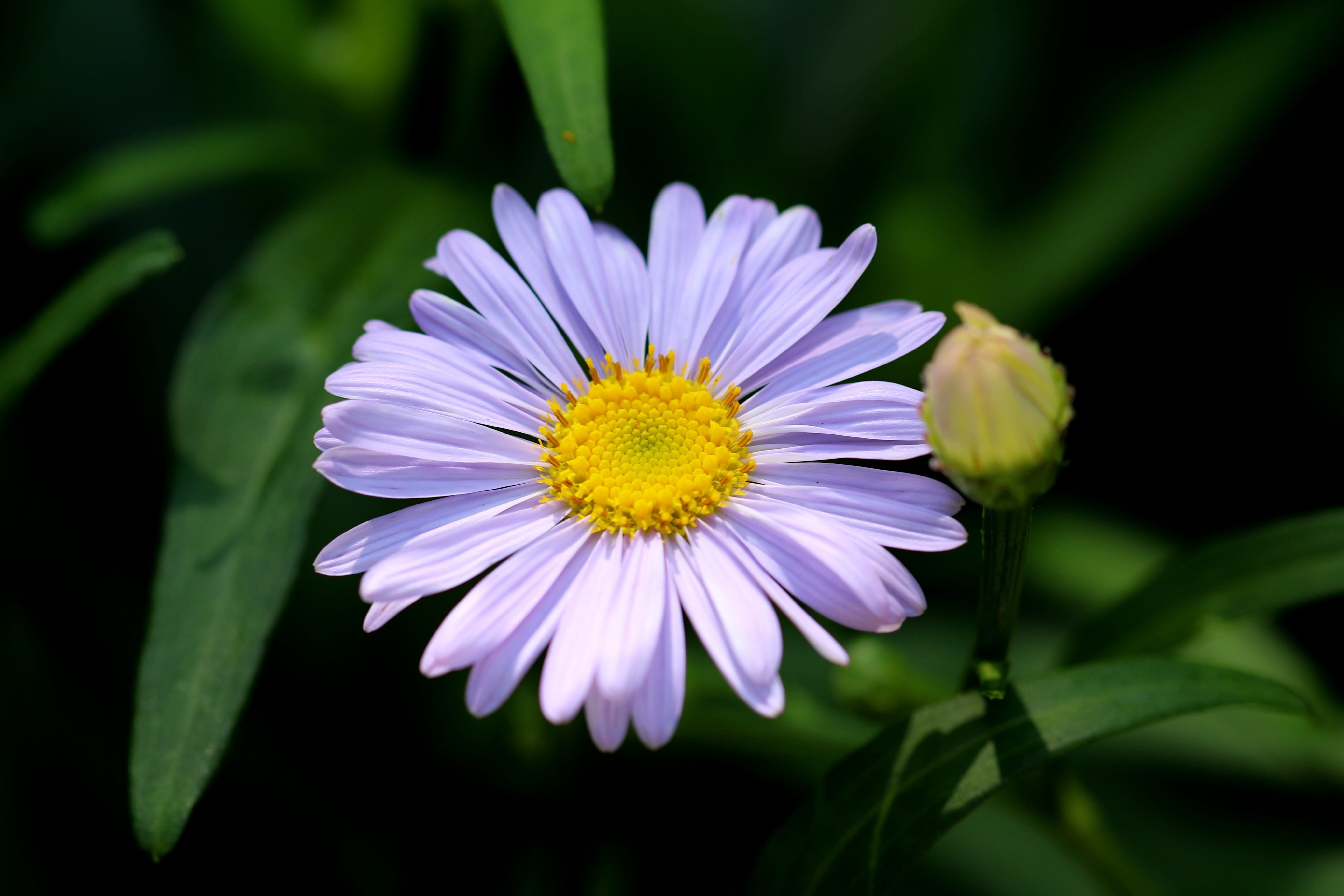 Chrysanthemum, united, pollen, beauty in nature, green color, inflorescence, nature, the united states, landscape, wildflower, blossom, behold, vulnerability, HD Wallpaper