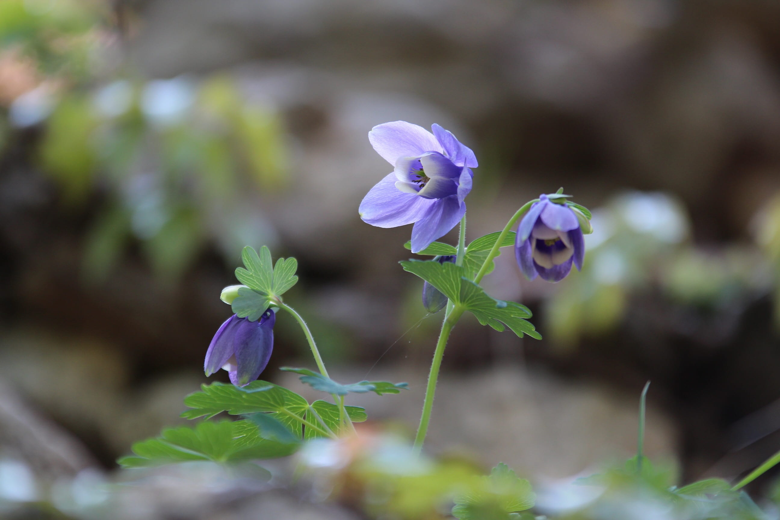 Purple, maebaltop sky, vulnerability, springtime, 2K, petal, nature, green Color, flower horn, plant, focus on foreground, leaf, purple flowers, flower, HD Wallpaper