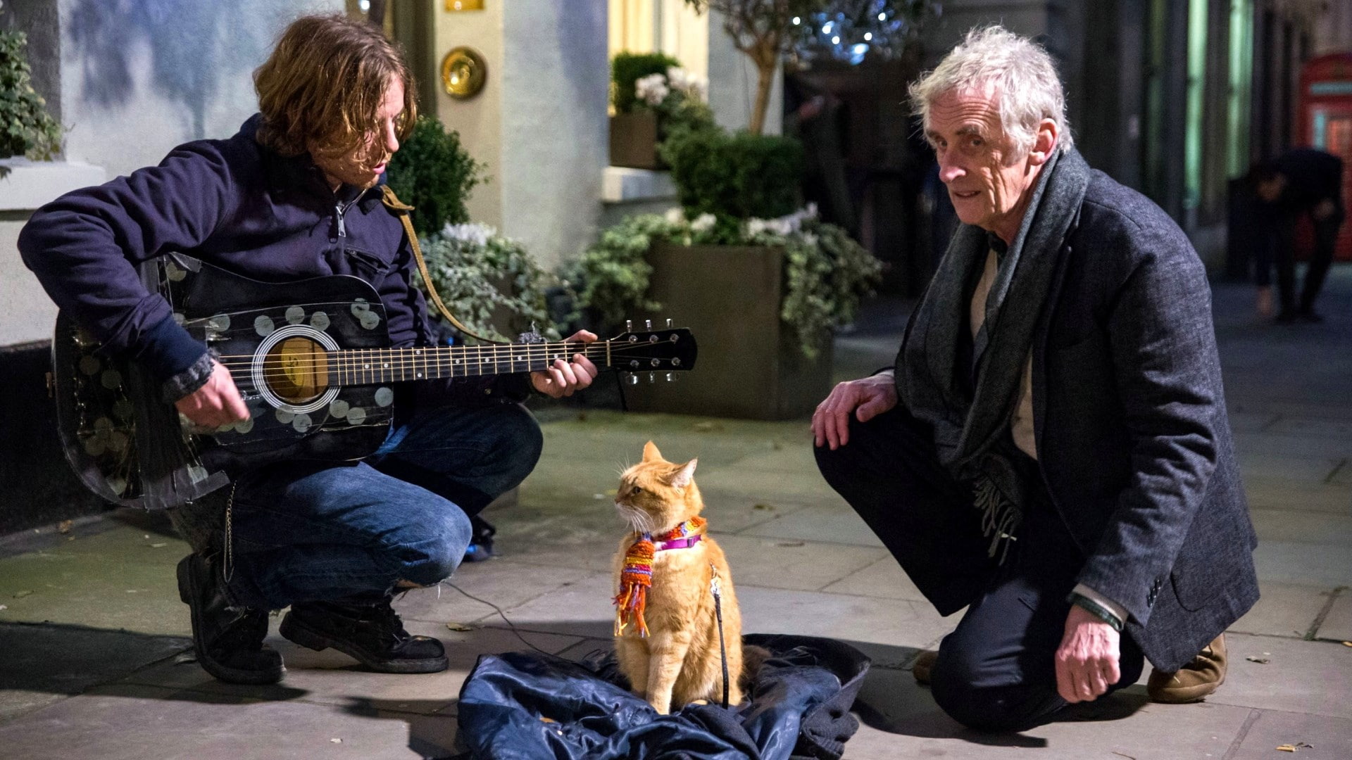 1080P, a street cat named bob, HD Wallpaper