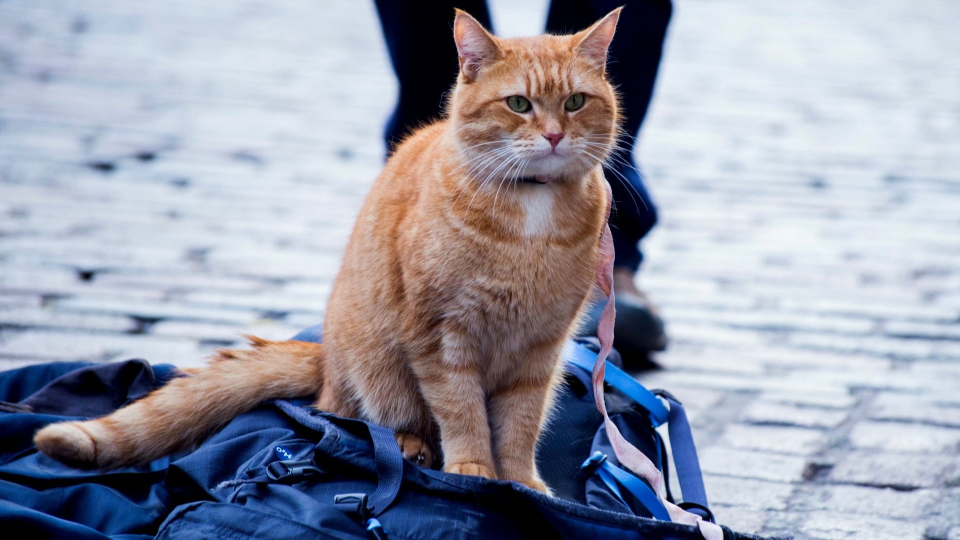 a street cat named bob, vertebrate, cat, domestic animals, feline, 1080P, mammal, looking, looking away, one animal, pets, no people, domestic, sitting, HD Wallpaper