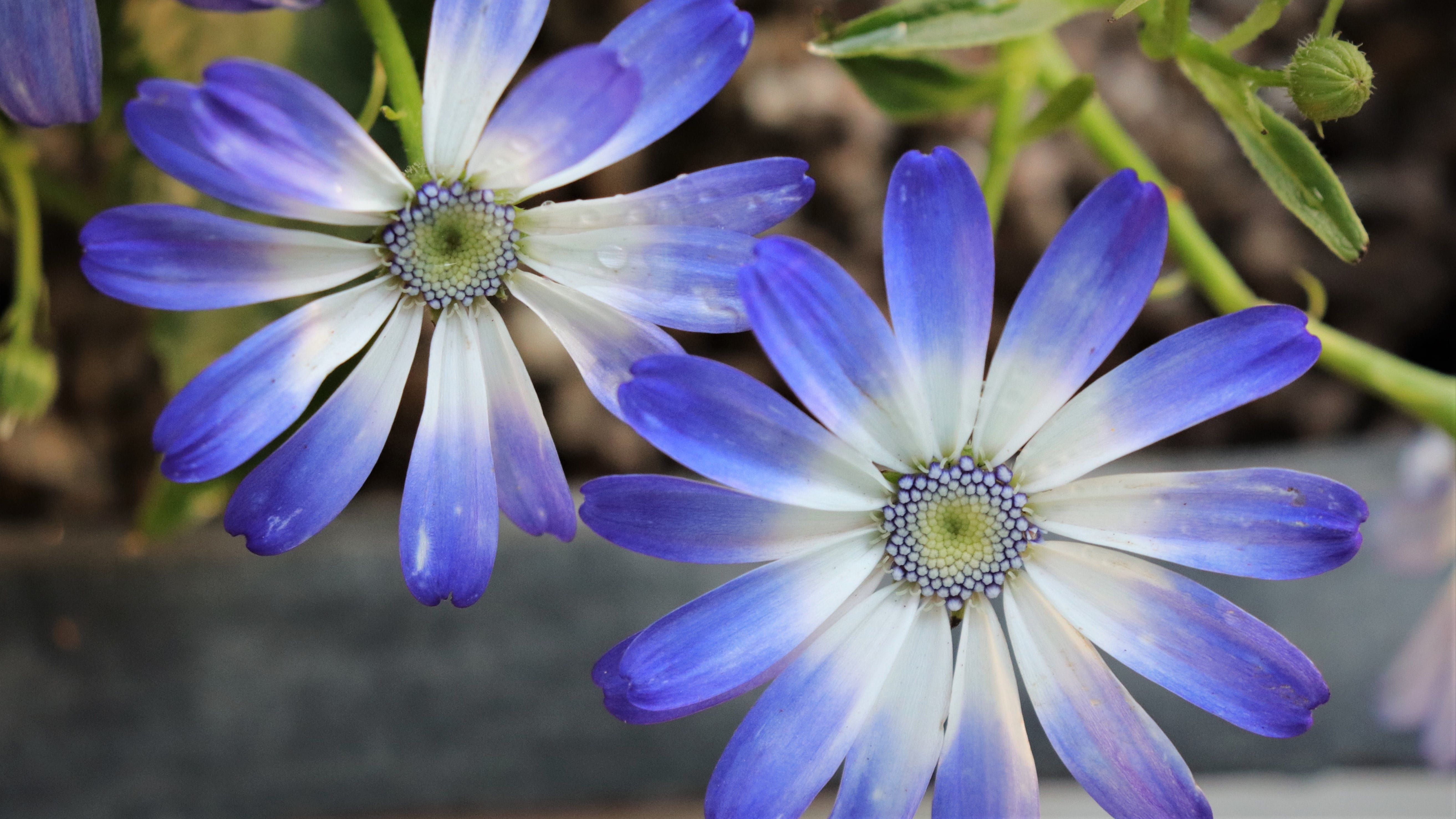 purple, flower, behold, buds, flowers, plant, beautiful, growth, blue, spring, abstract, close-up, freshness, potted plant, fragility, no people, focus on foreground, HD Wallpaper