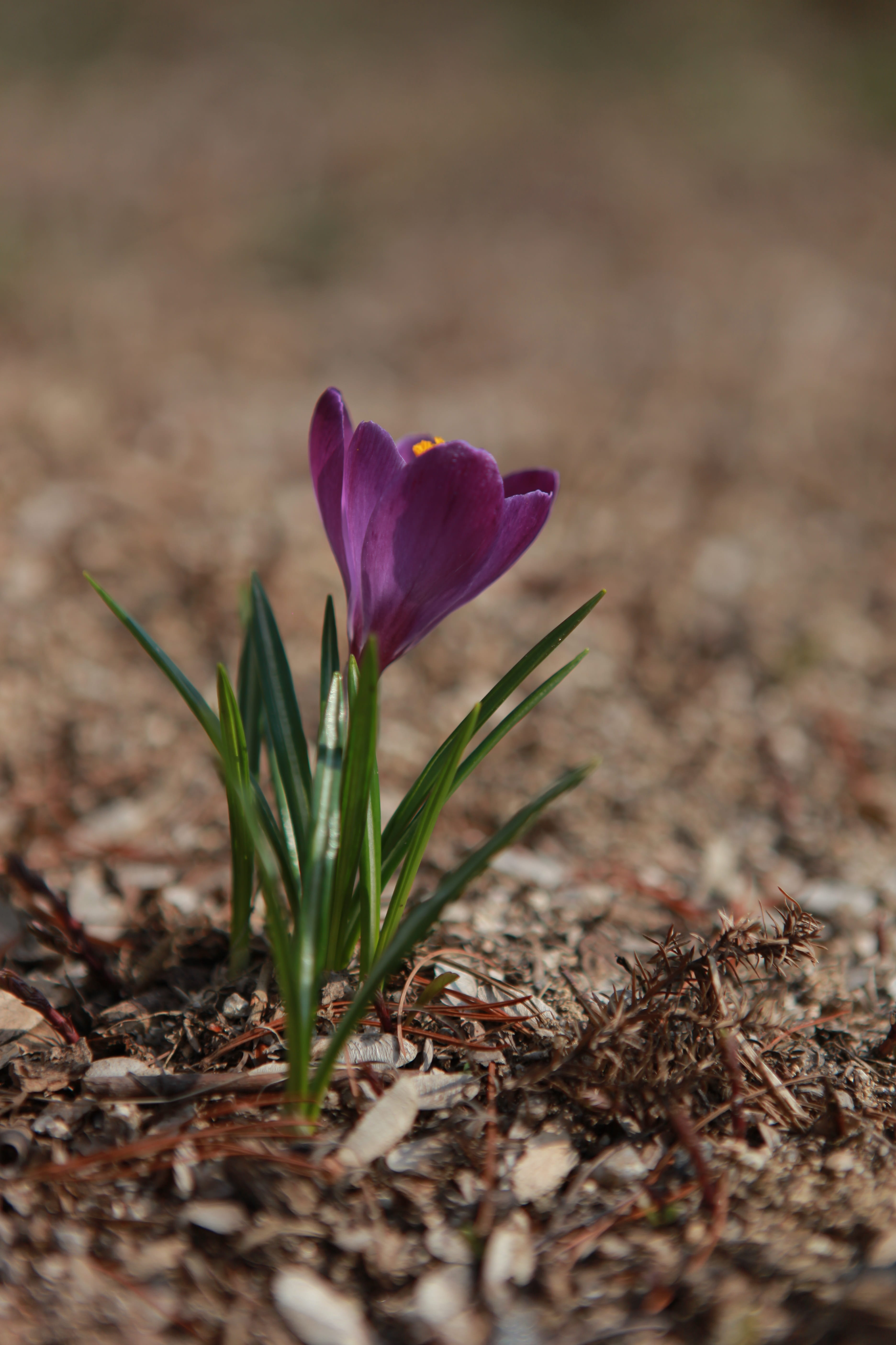 spring, crocus, day, vulnerability, flower head, fragility, plant, beauty in nature, close-up, flowers, freshness, violet, plants, purple, iris, behold, Phone HD Wallpaper