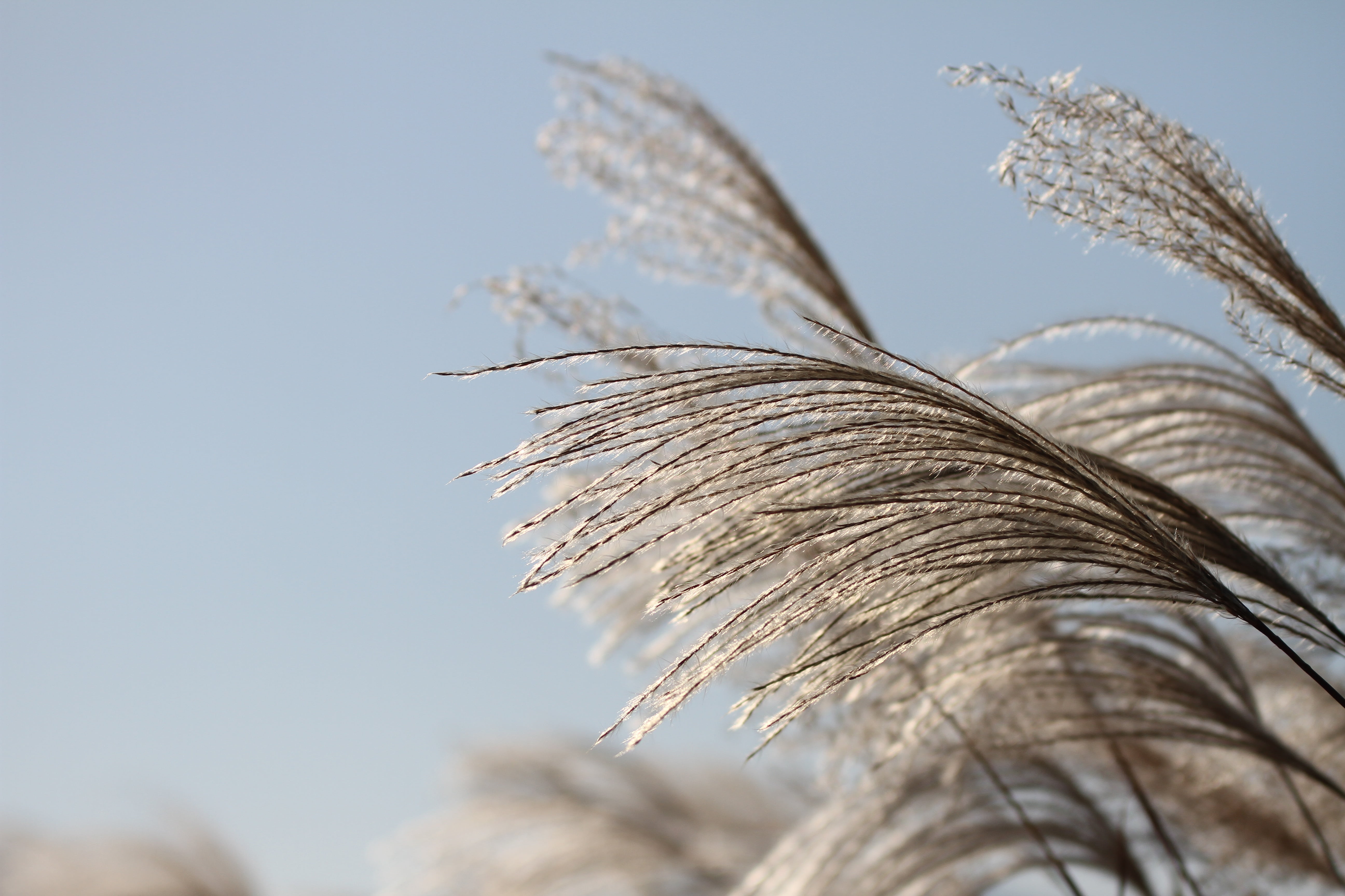 low angle view, pool, silver grass, seeds, focus on foreground, growth, photo, plant, close, autumn, clear sky, tranquility, outdoors, in autumn, copy space, HD Wallpaper