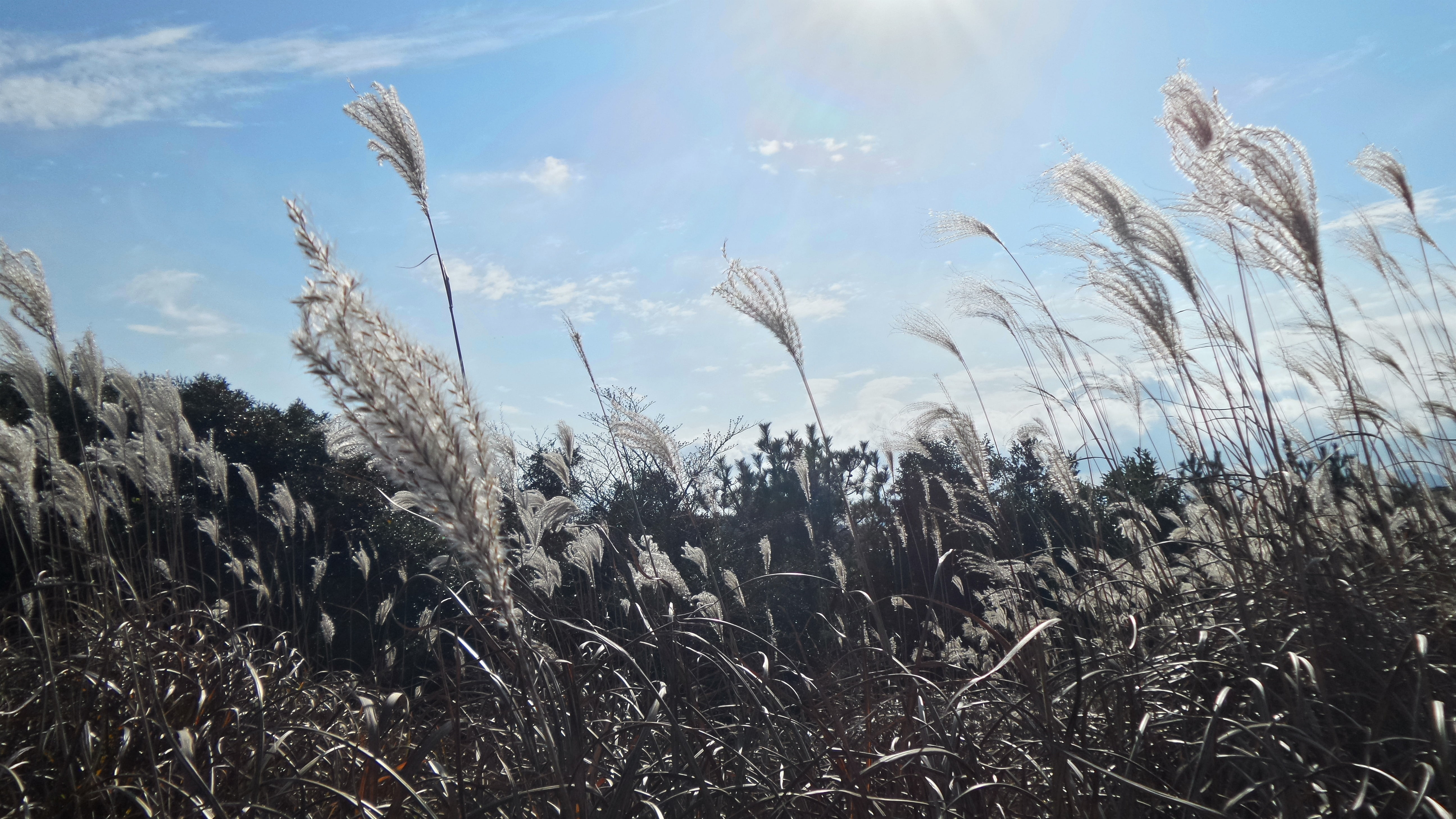 no people, crop, land, tranquil scene, agriculture, growth, environment, tranquility, cloud - sky, silver grass, close-up, sunlight, outdoors, 5K, scenics - nature, HD Wallpaper