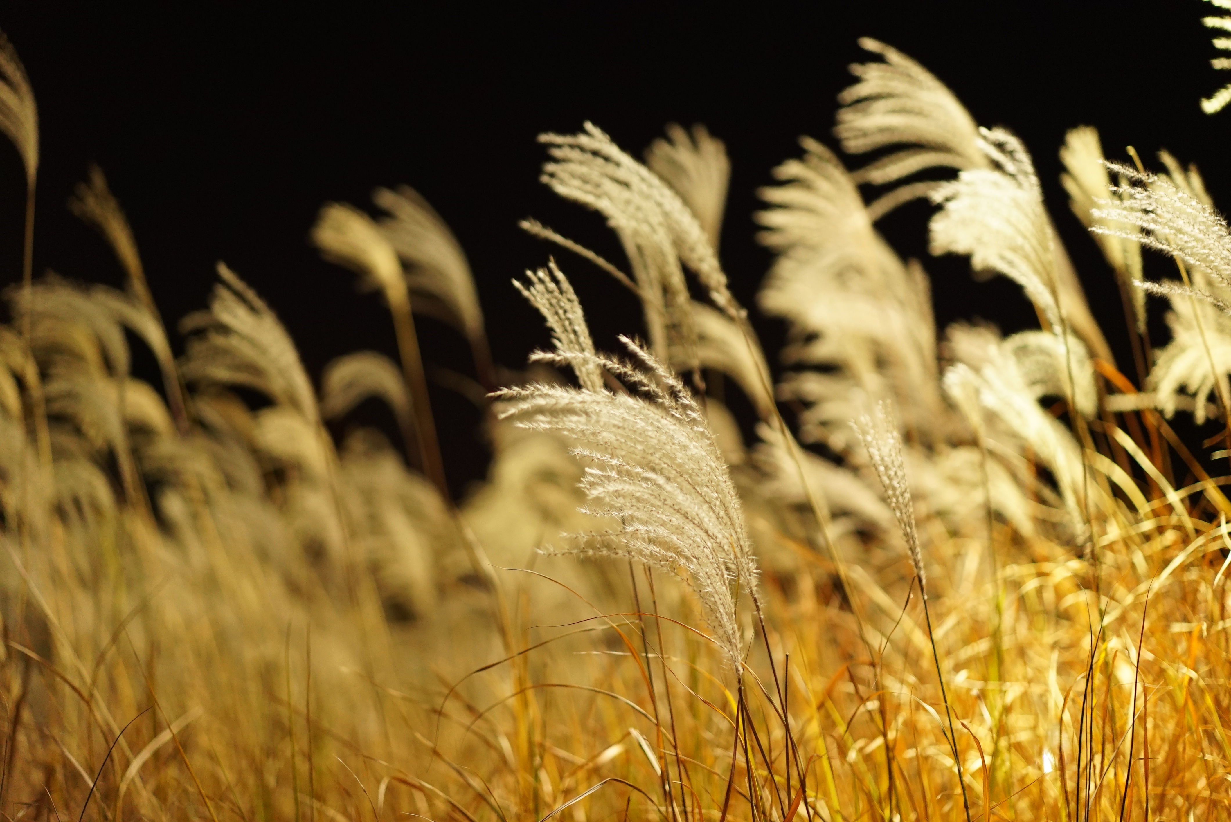selective focus, silver grass, farm, focus, stalk, park, gold Colored, field, 4K, night, summer, pool, autumn, plant, tranquility, yellow, agriculture, HD Wallpaper