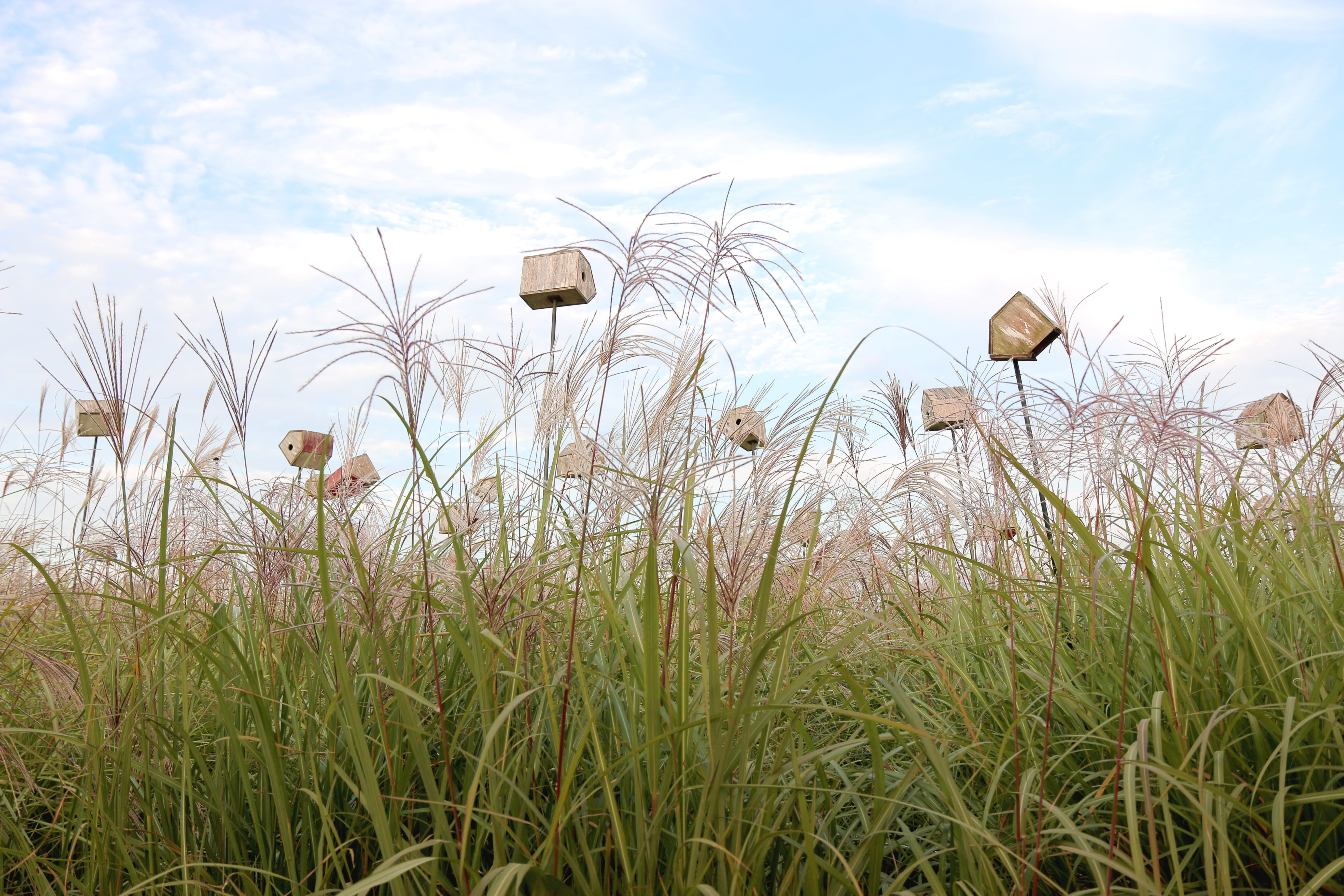 no people, plant, sky park, flowering plant, growth, flower, nature, outdoors, environment, day, artwork, landscape, 5K, tranquility, sky, land, silver grass, HD Wallpaper