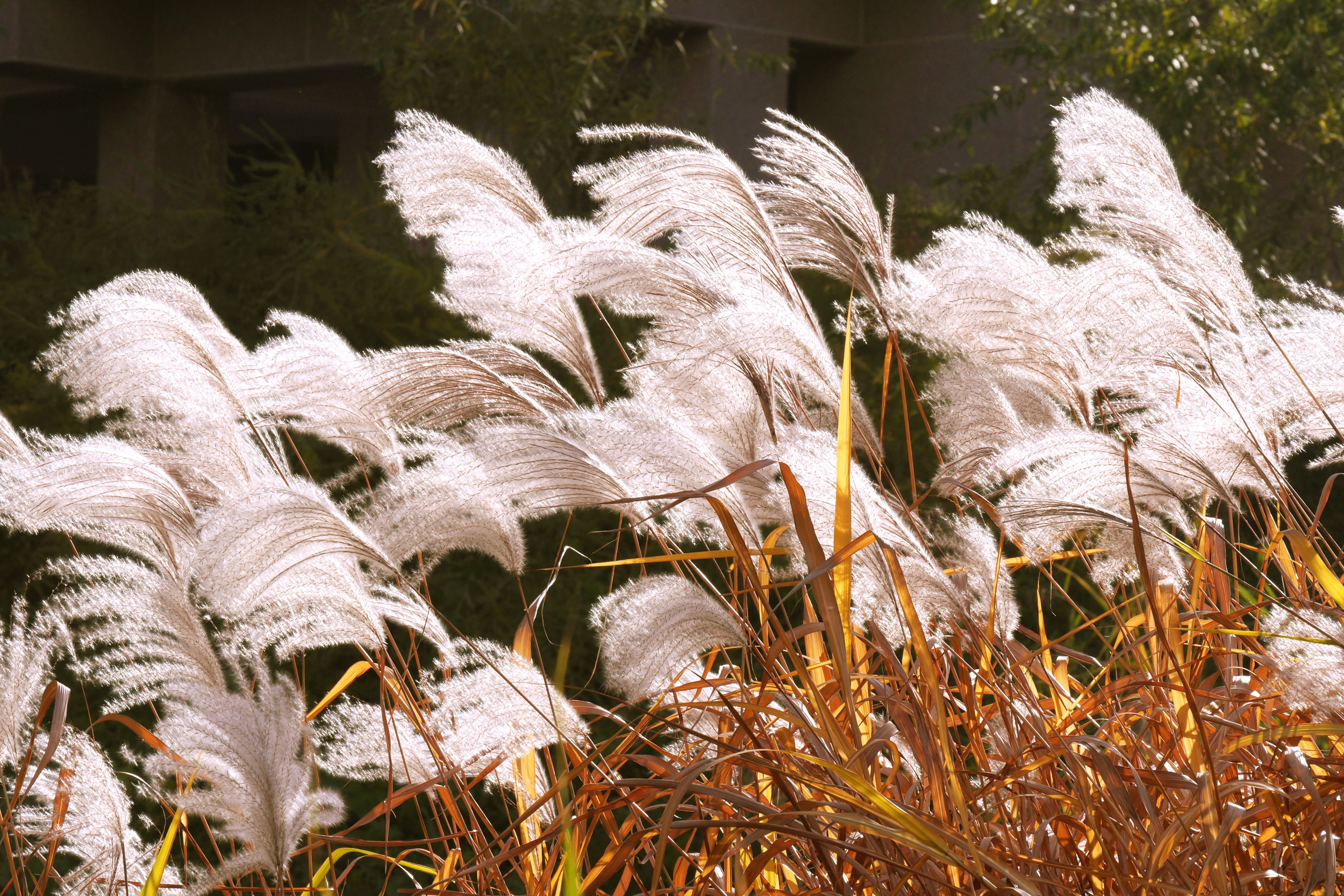 feather, white color, leaf, grass, Plants, sunlight, day, 4K, beauty in nature, focus on foreground, silver pool, no people, in autumn, animal wildlife, HD Wallpaper