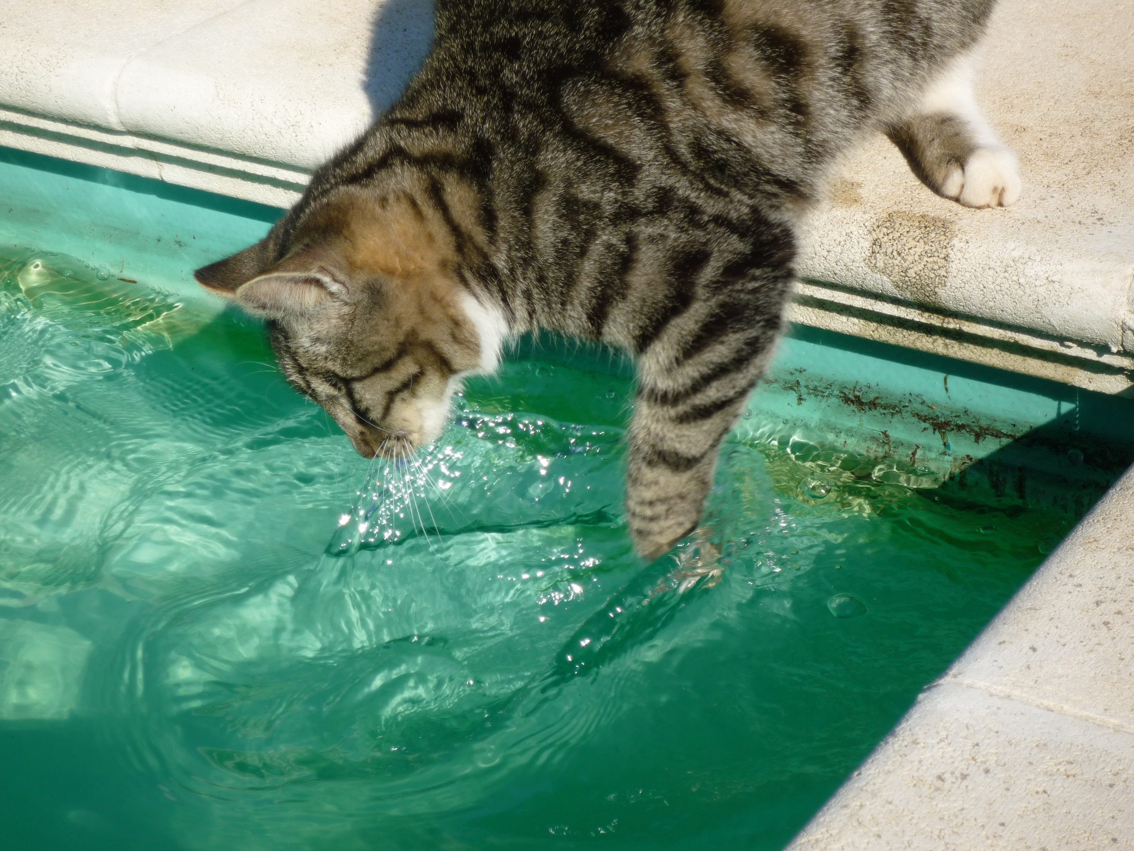 furry, pool, cute, nature, 2K, mammal, motion, one animal, domestic cat, water, high angle view, domestic, outdoors, drinking, tabby, animal themes, whisker, HD Wallpaper