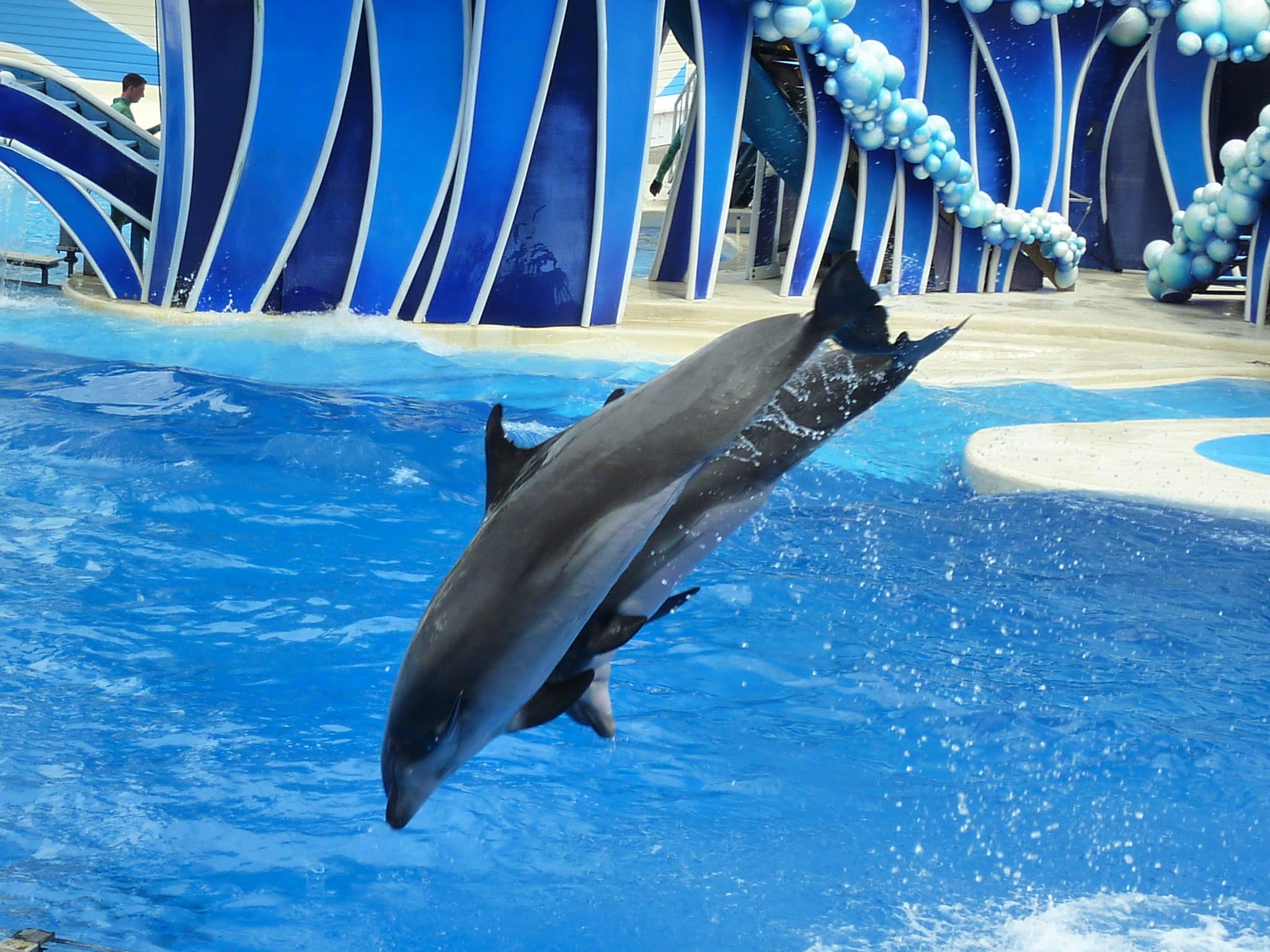 sea life, Blue, day, dolphin, one animal, animals in captivity, silver colored, mammals, water, fun, swimming, activities, sunlight, Dolphins, zoo, 1080P, HD Wallpaper