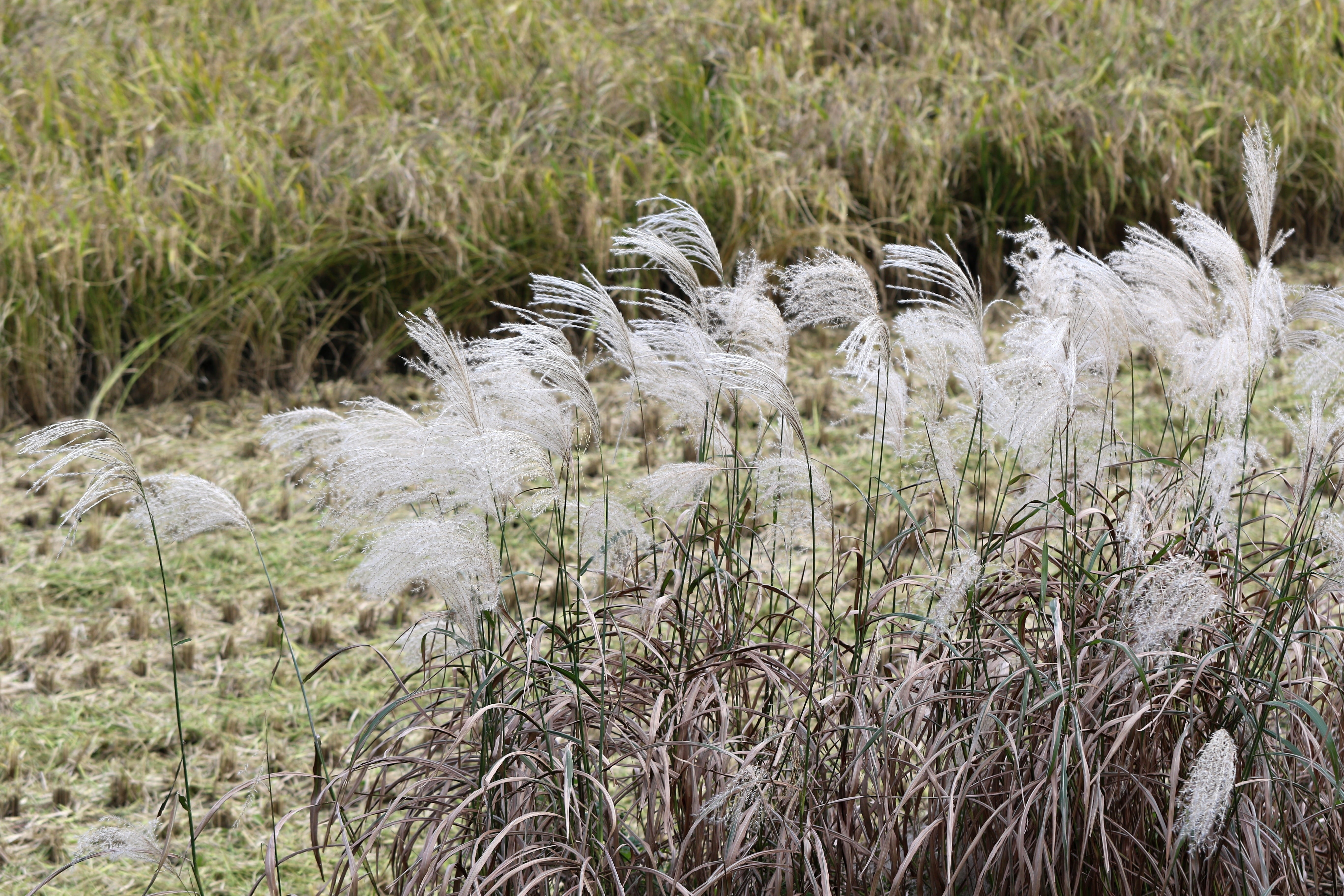 reed, field, beauty in nature, non-urban scene, nature, plants, scenics - nature, water, landscape, plant, tranquil scene, day, silver grass, 5K, no people, HD Wallpaper