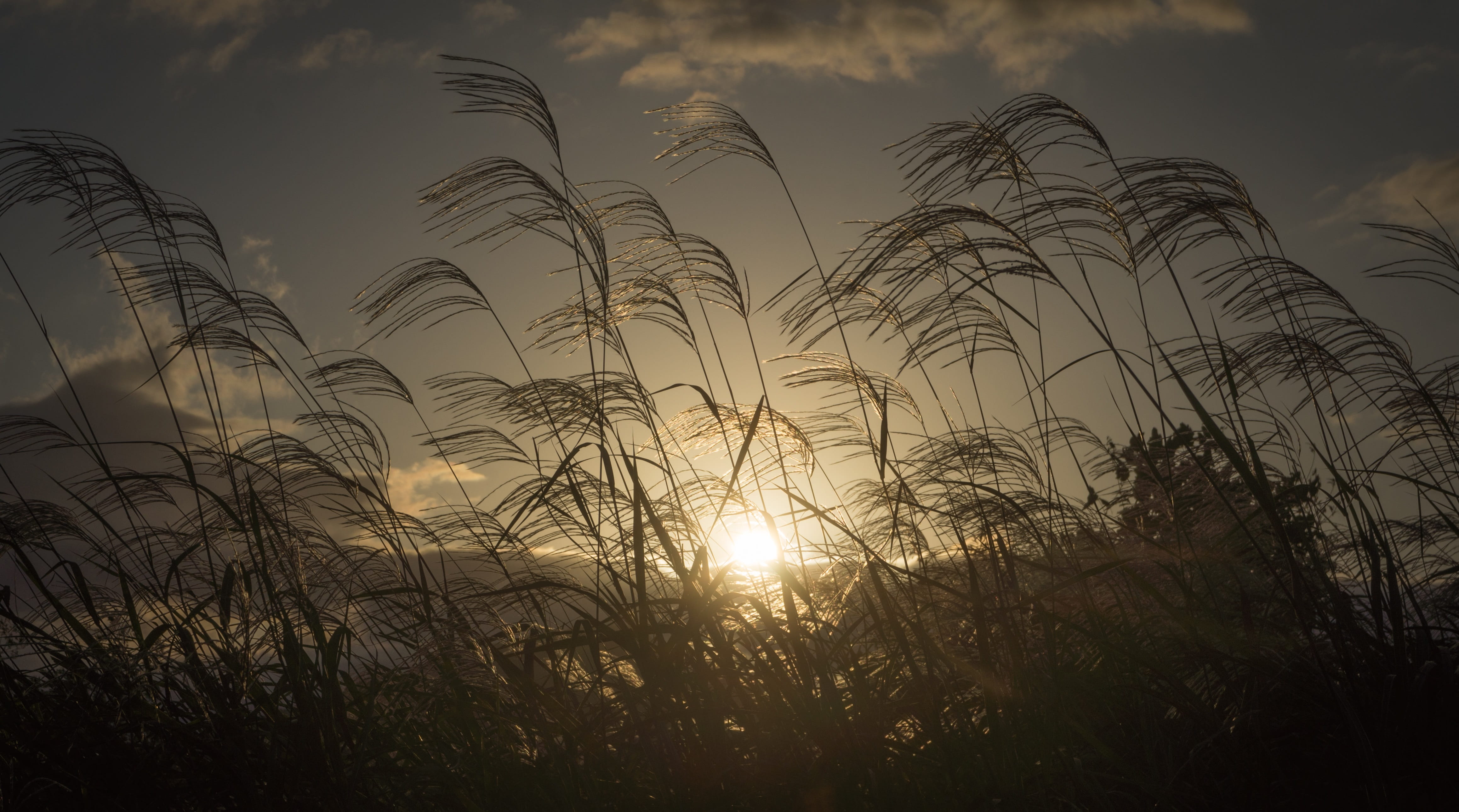 silver pool, growth, reed, nature, sunset, plants, beauty in nature, plant, low angle view, lens flare, scenics - nature, cloud - sky, in autumn, sunbeam, HD Wallpaper
