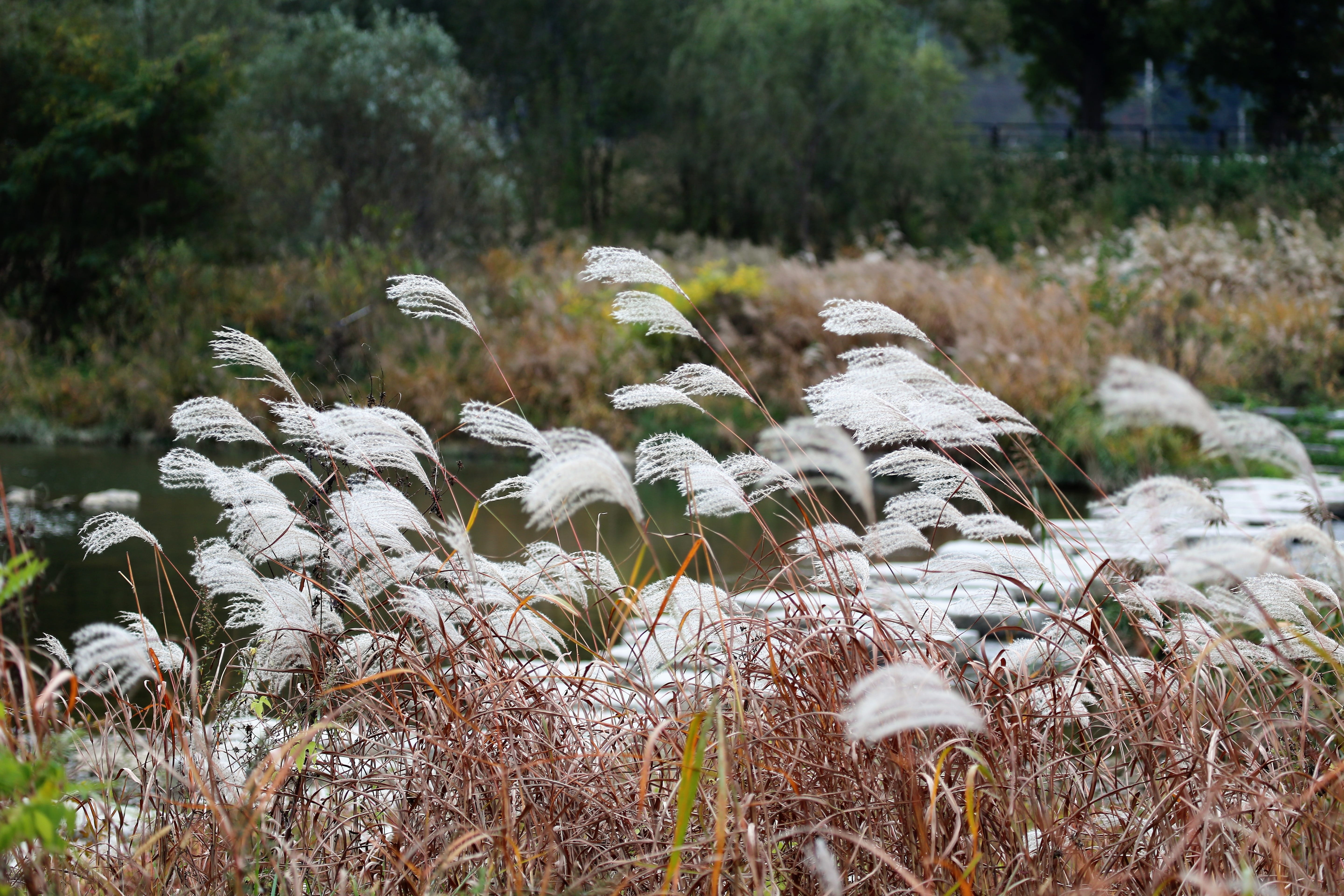 5K, beauty in nature, autumn, white color, outdoors, tranquility, animals in the wild, animal themes, wind, silver grass, land, focus on foreground, reed, HD Wallpaper