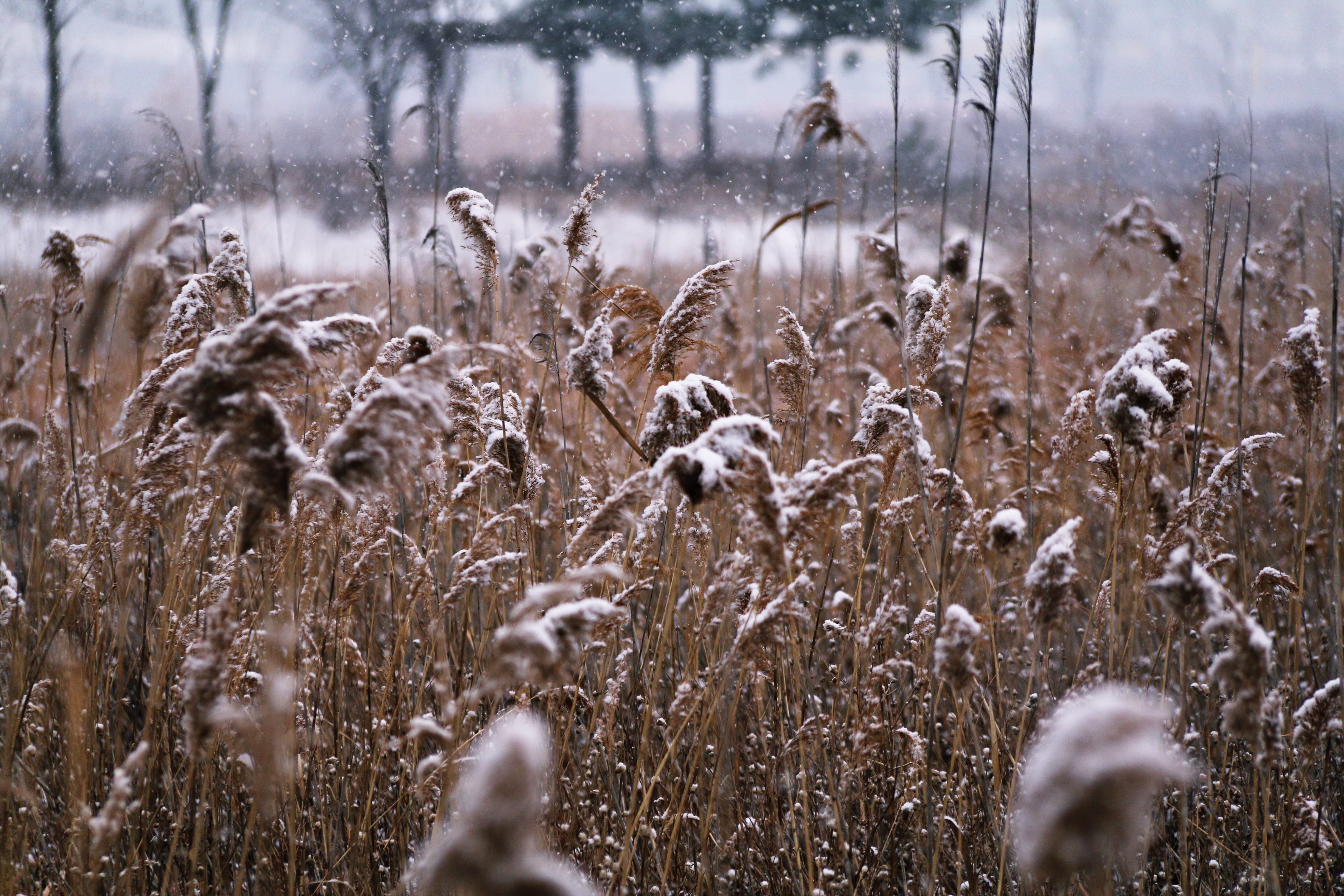 5K, season, environment, marsh, reeds forest, snow landscape, beauty in nature, tranquility, ecological park, back, flower arrangements liverpool, agriculture, HD Wallpaper