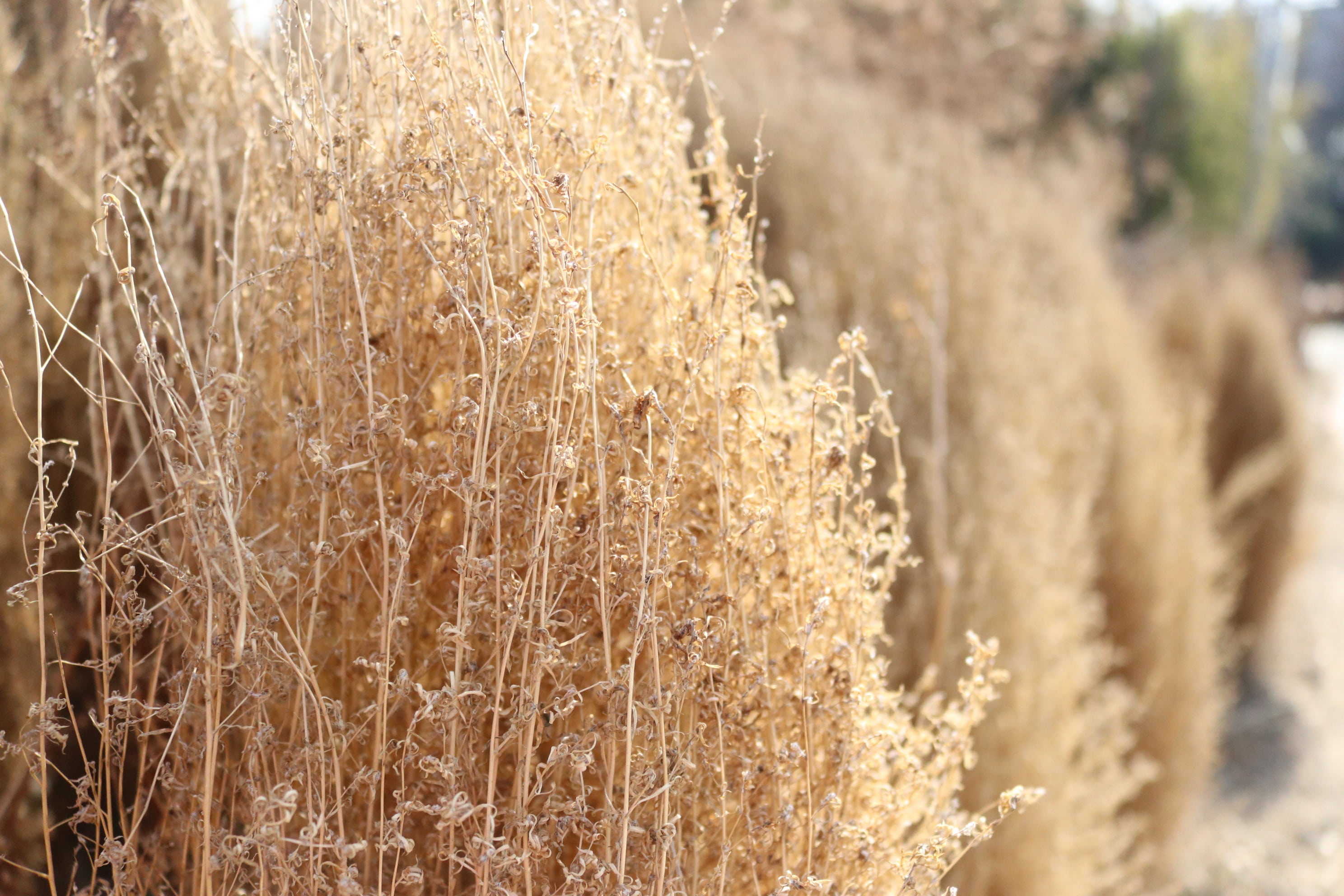 nature, tranquility, sunlight, land, 2K, park, landscape, crop, in autumn, cereal plant, agriculture, day, brown, outdoors, reed, no people, pool, silver pool, HD Wallpaper