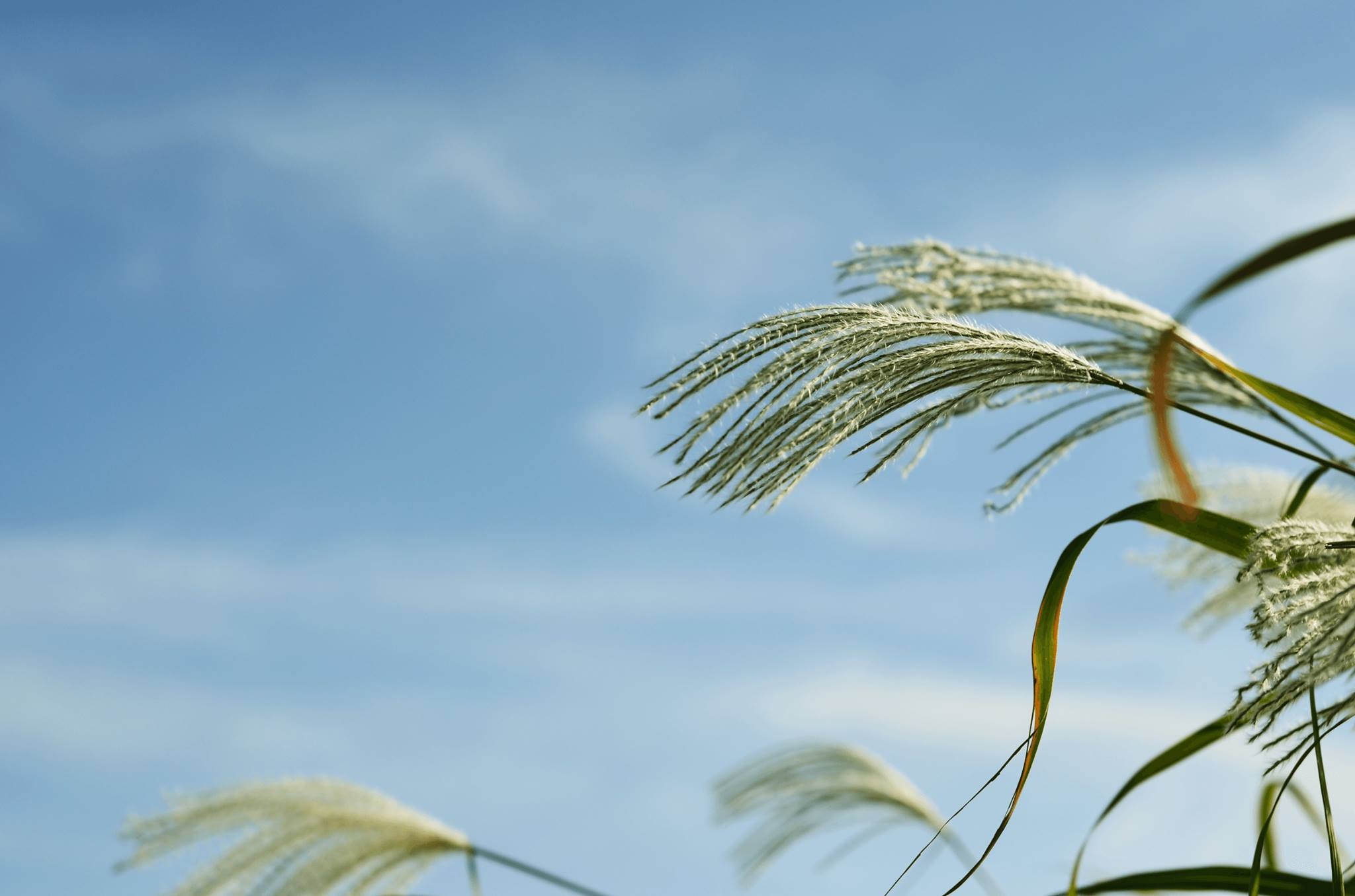 palm Tree, beauty in nature, selective focus, tranquility, plants, stalk, sunlight, sky, summer, silver pool, cloud - sky, tree, grass, autumn, pool, thatched festival, HD Wallpaper