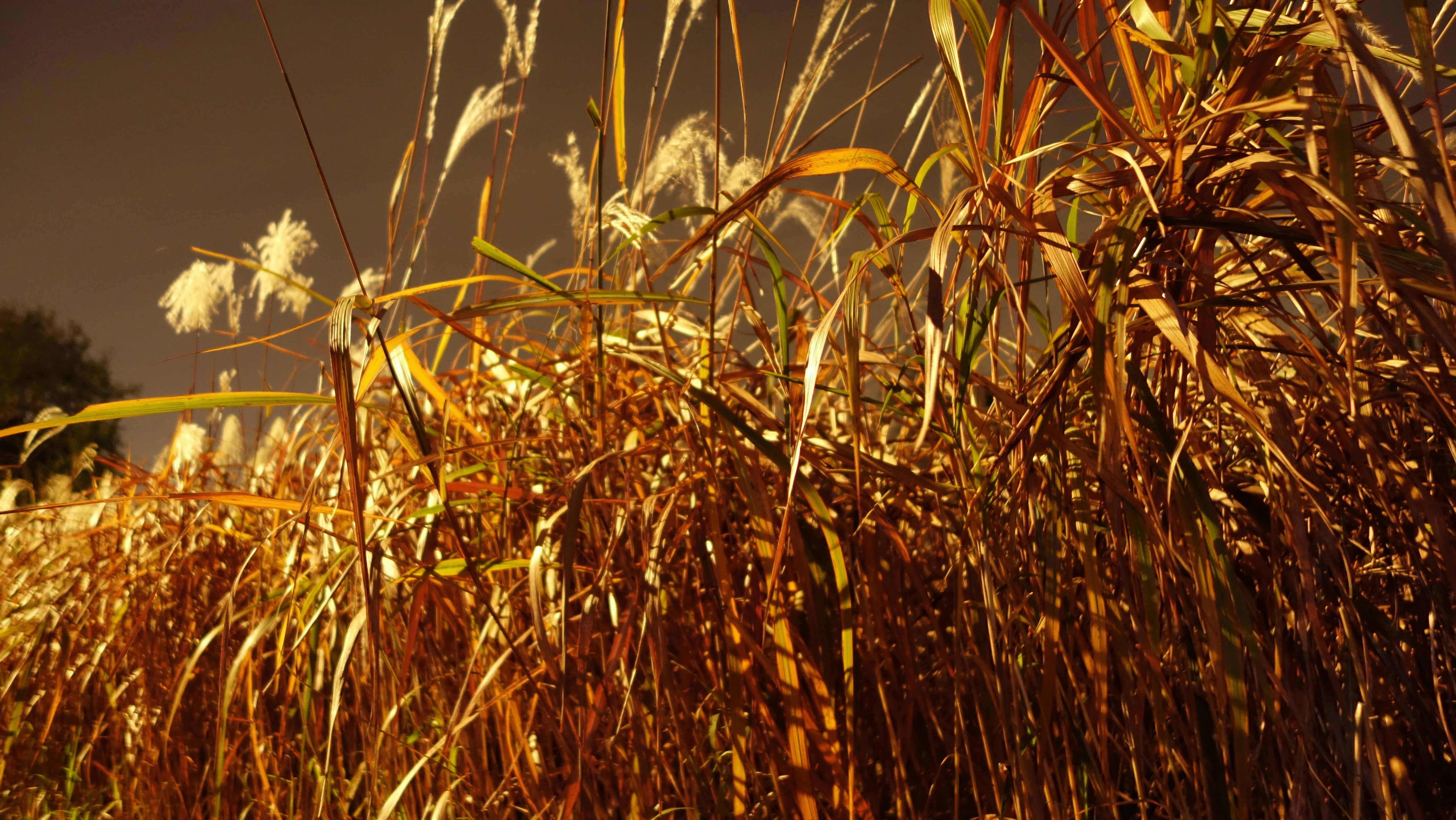 5K, night, rural scene, agriculture, reed, focus on foreground, land, growth, sky, no people, tranquility, crop, silver grass, beauty in nature, park, HD Wallpaper