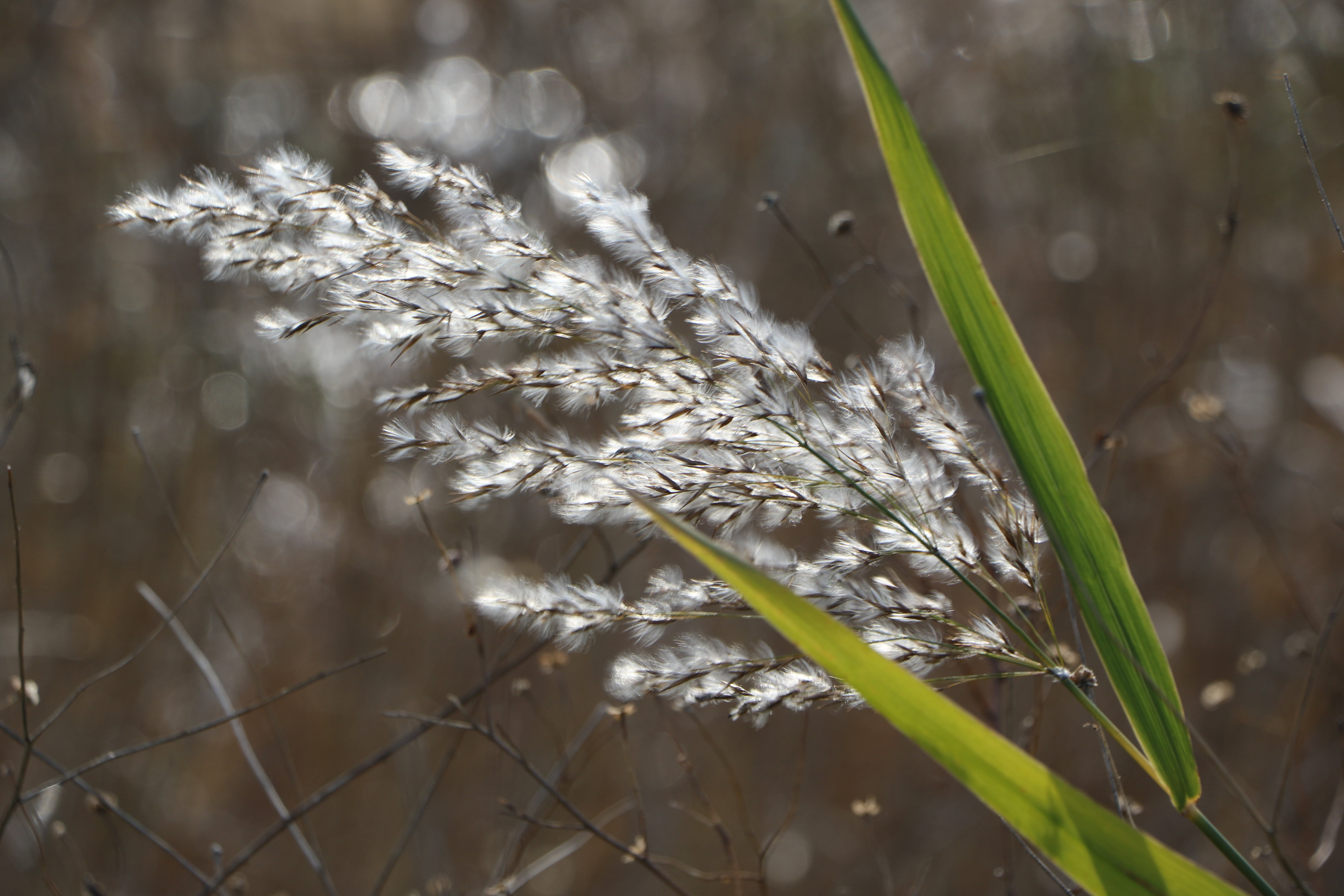 selective focus, focus on foreground, blade of grass, green color, no people, scenery, 5K, day, fragility, nature, autumn, reed, vulnerability, freshness, HD Wallpaper