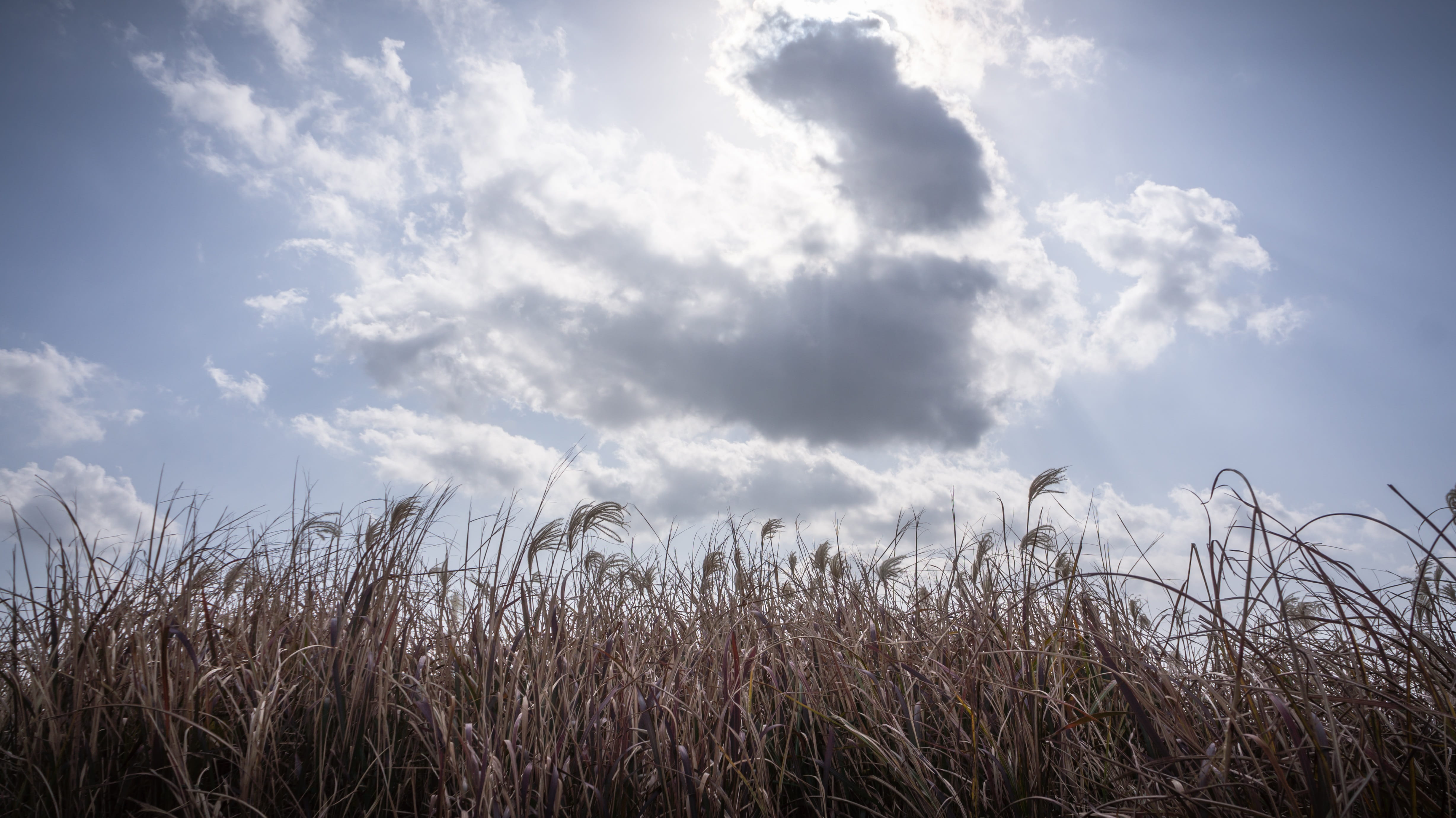 low angle view, nature, landscape, tranquility, solar, autumn, plants, tranquil scene, 4K, silver pool, sea, silver grass, plant, outdoors, timothy grass, HD Wallpaper