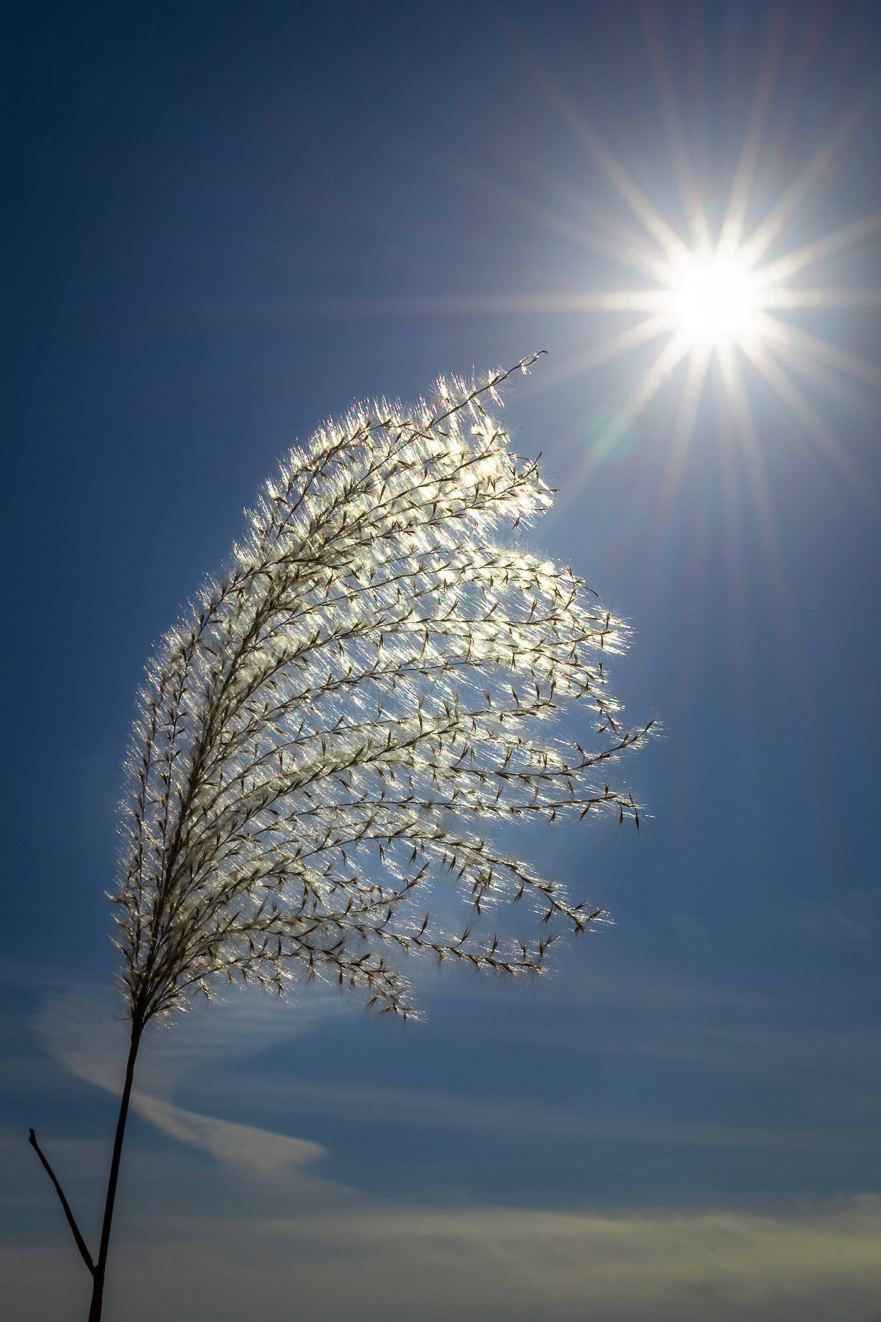 sunny, cloud, autumn, silver grass, pm, landscape, bright, 4K, plant, tree, outdoors, pool, nature, scenery, sunbeam, beauty in nature, freshness, low angle view, Phone HD Wallpaper