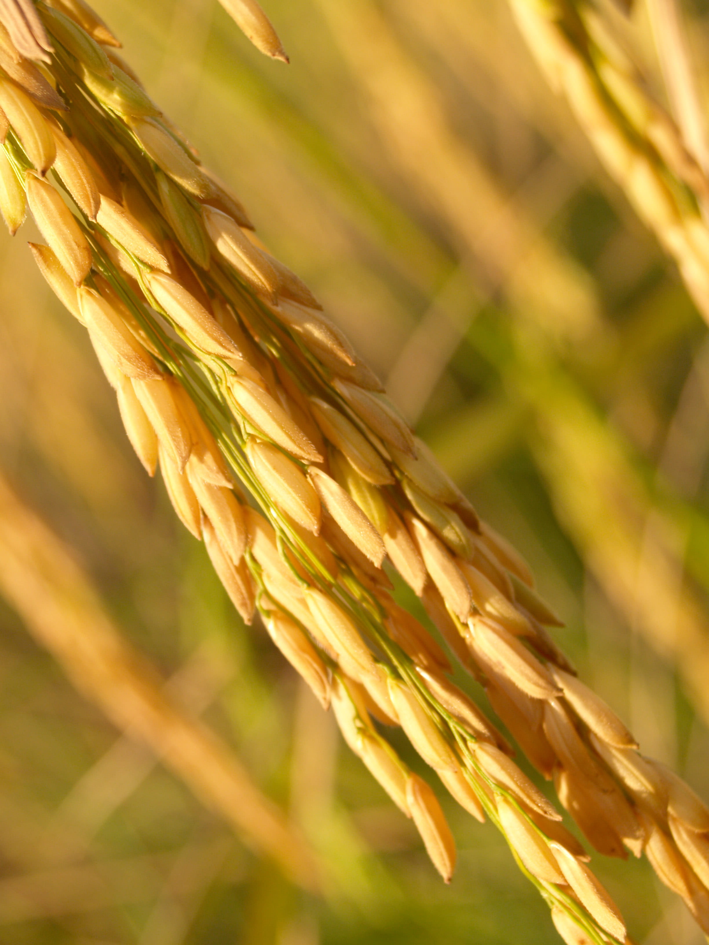 season, asia, outdoors, field, ripe, plantation, plant stem, farmland, seed, pasture, food, rice, beauty in nature, summer, photography, harvest, close-up, Phone HD Wallpaper