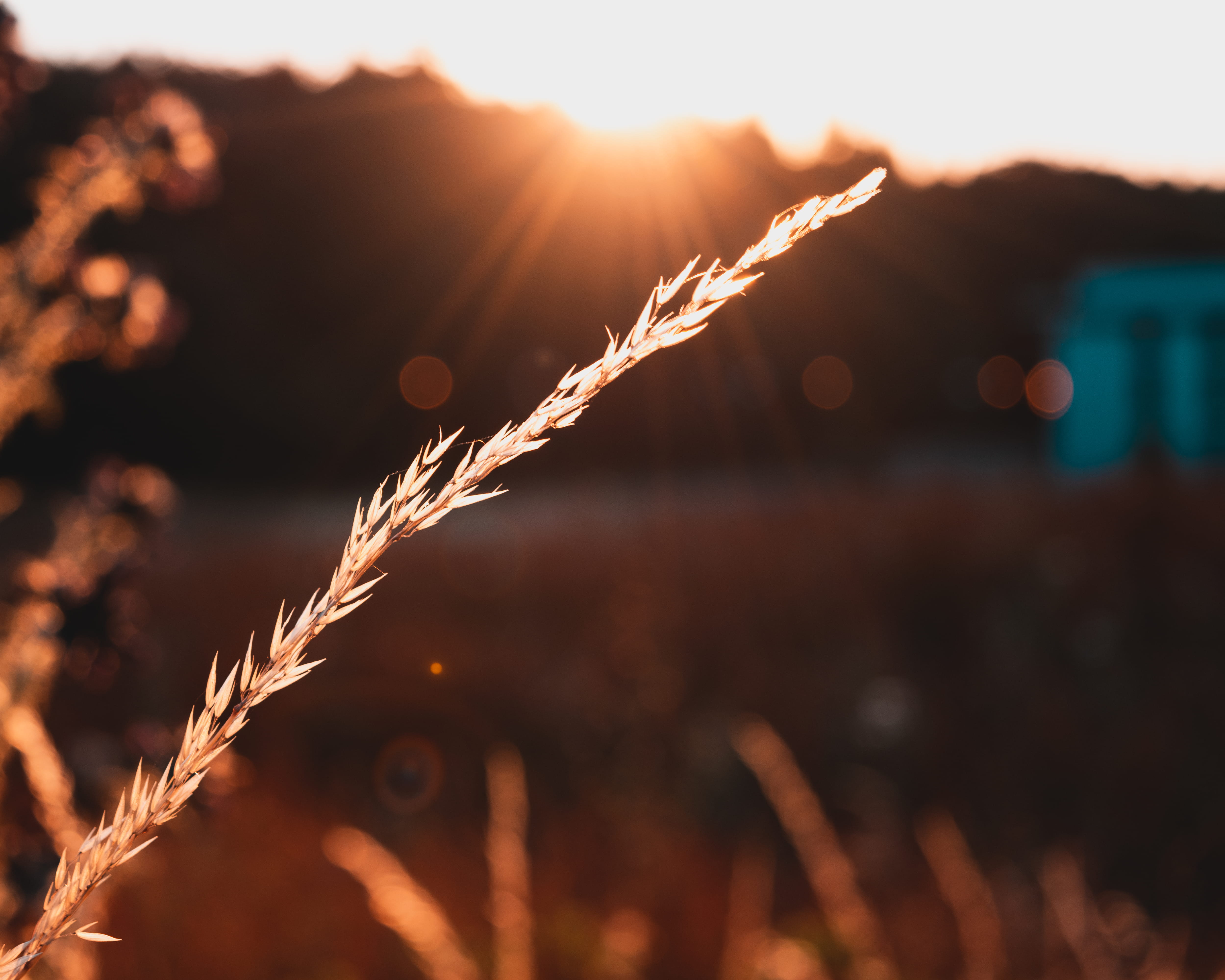 growth, tranquility, close-up, land, sunlight, plant, photography, produce, blur, sunset, rice, wheat, harvest, cereal plant, day, outdoors, beauty in nature, HD Wallpaper