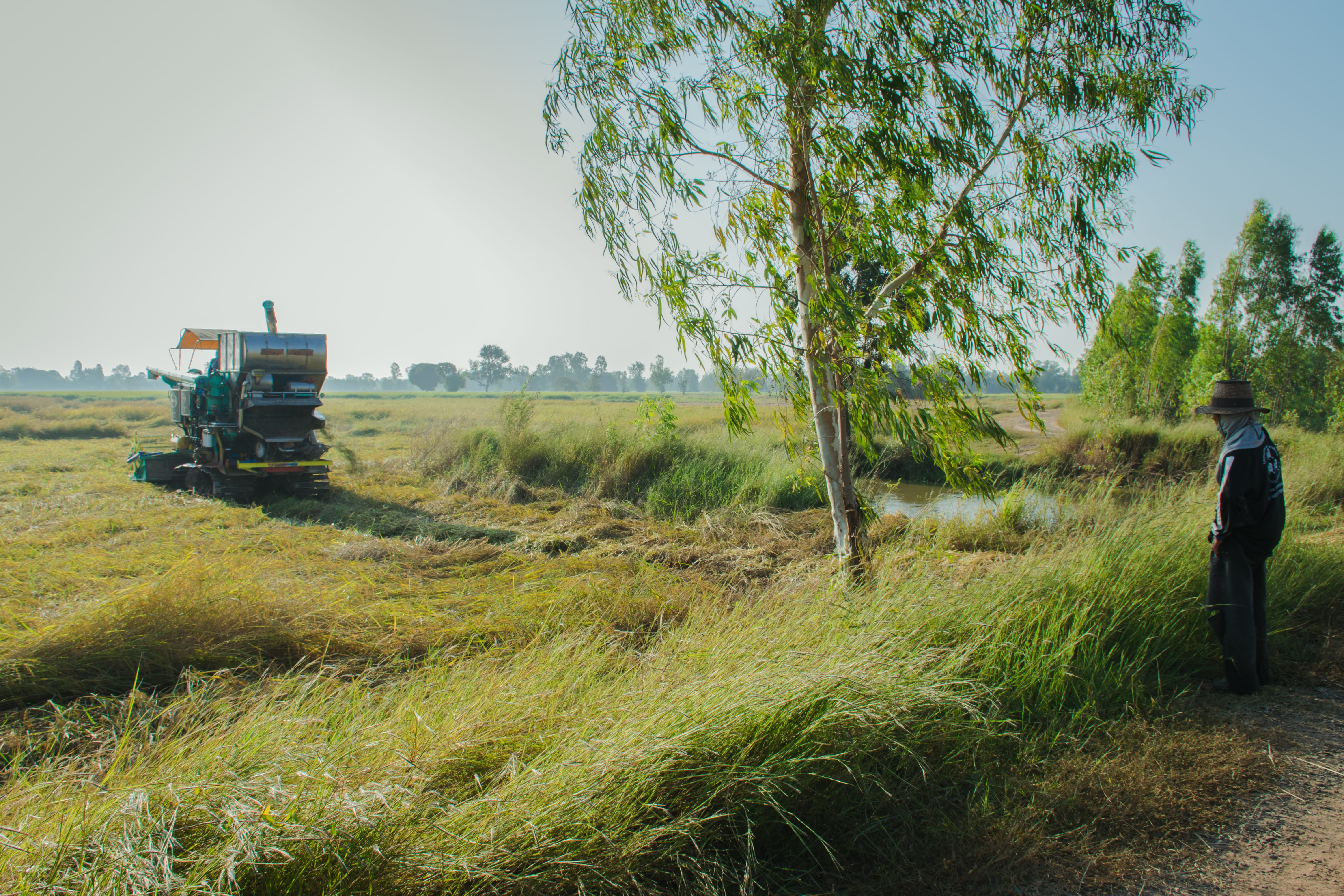 barn, growth, transportation, the village, eco-system, lifestyle, green color, outdoors, asia, straw, plant, road, tree, environment, real people, rear view, HD Wallpaper