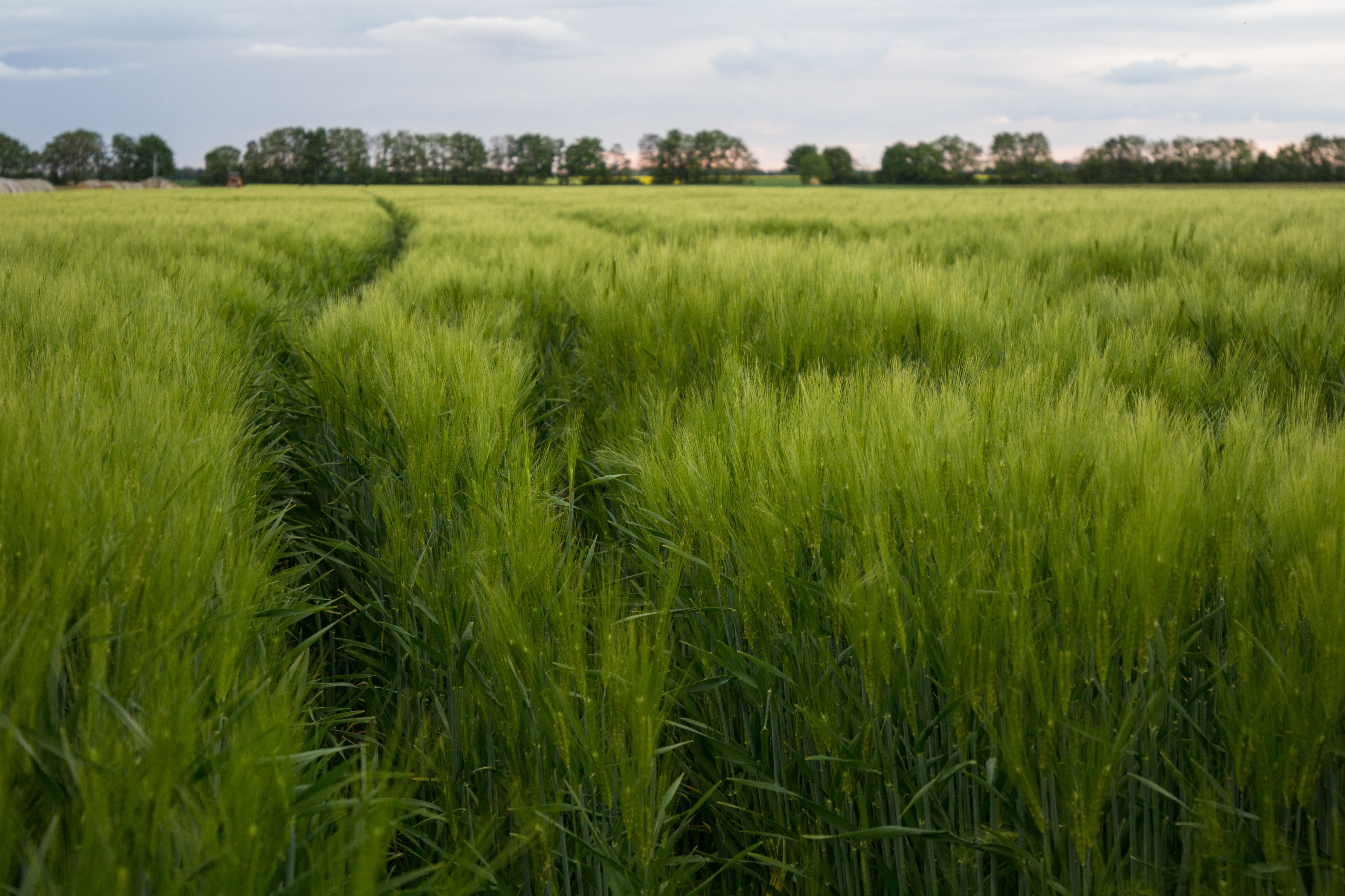 mature, field, beauty in nature, grain, dirt roads, blossom, grain fields, honor, summer, cereal plant, light, harvested, growth, outdoors, spring, agriculture, HD Wallpaper