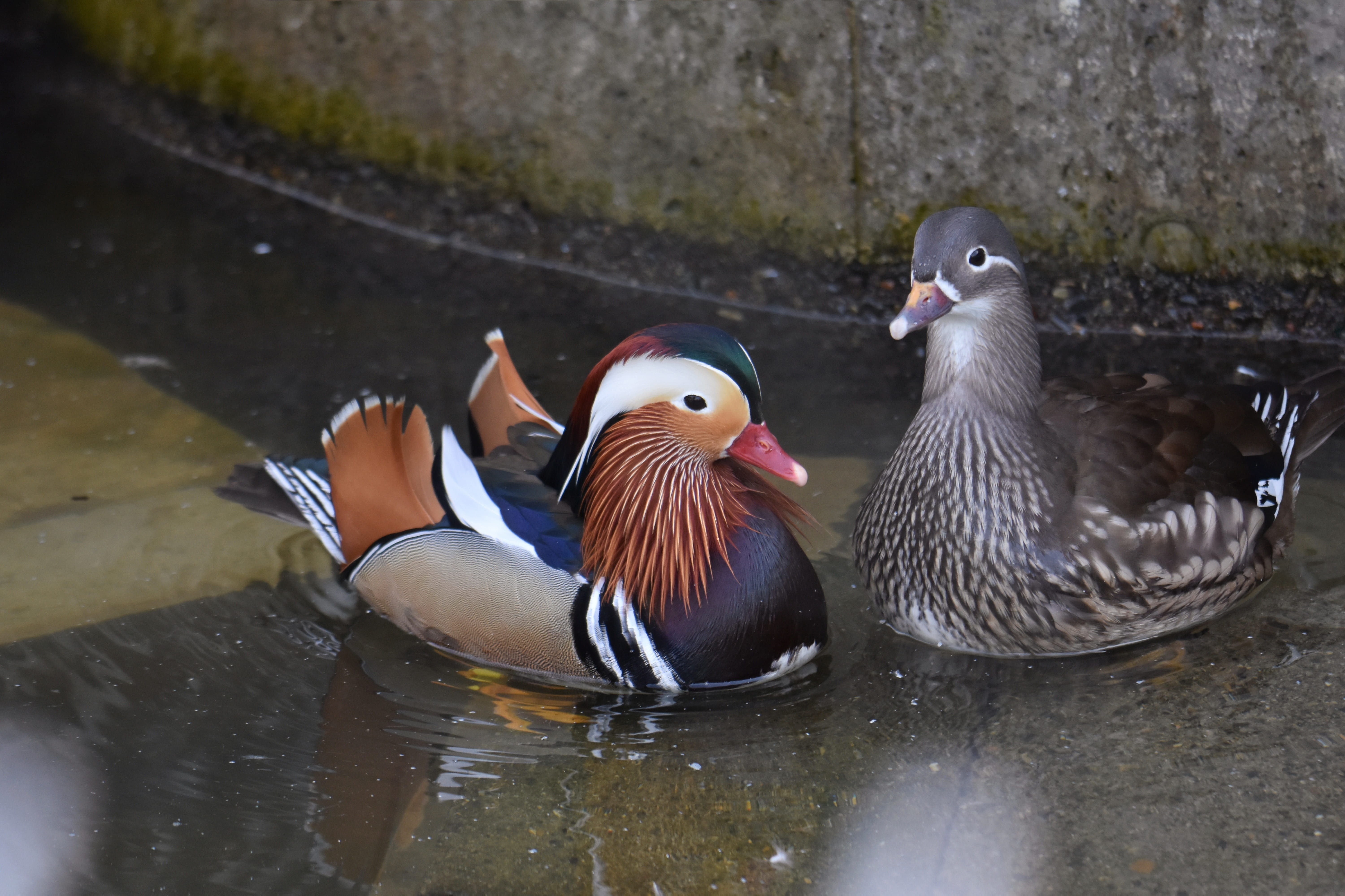 wild birds, mandarin, animal wildlife, duck, day, group of animals, wild animal, mandarin duck, animals in the wild, landscape, vertebrate, nature, pond, HD Wallpaper