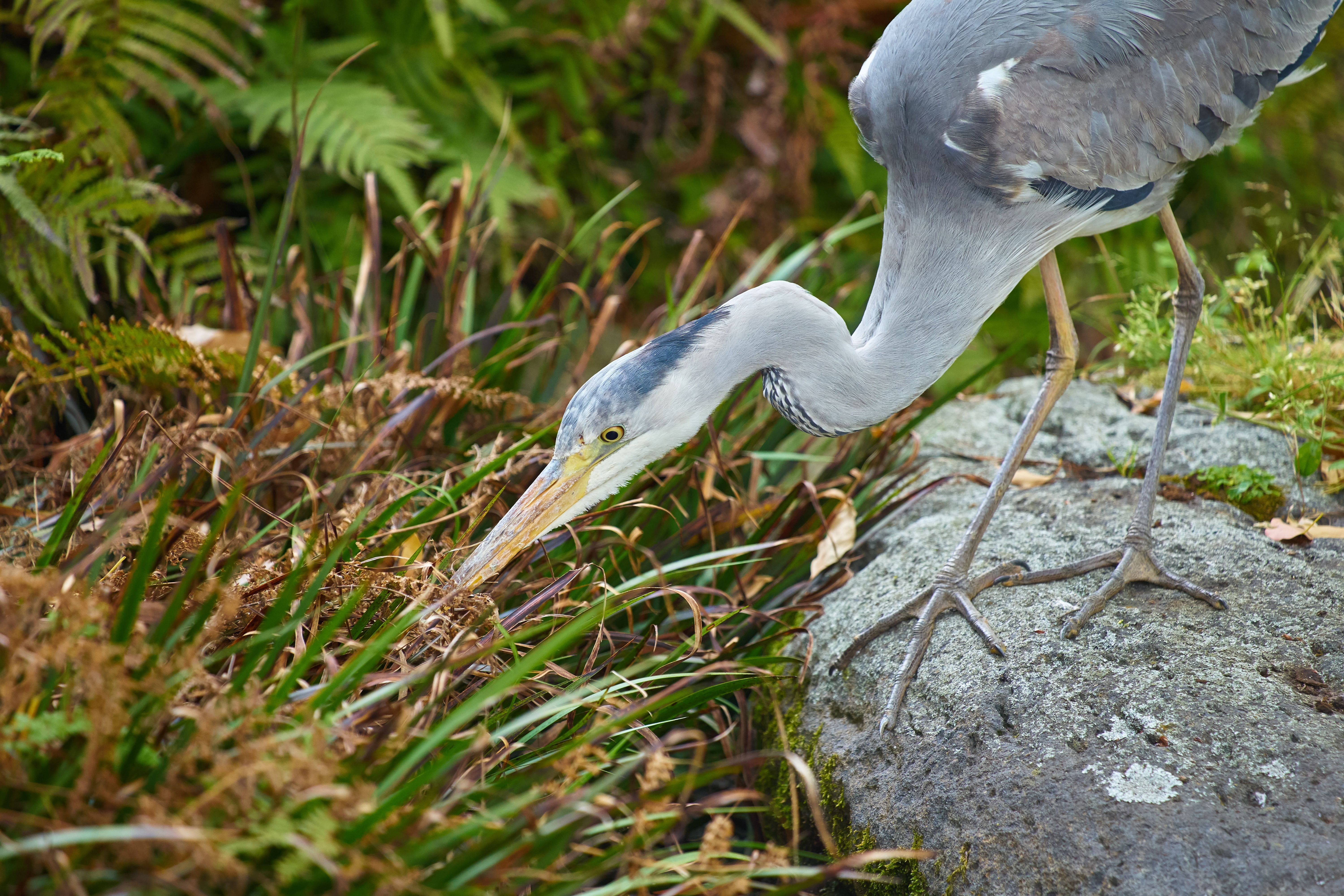 animals in the wild, animal wildlife, beak, animal, plant, land, one animal, no people, waterside, day, vertebrate, hunt, outdoors, focus on foreground, HD Wallpaper