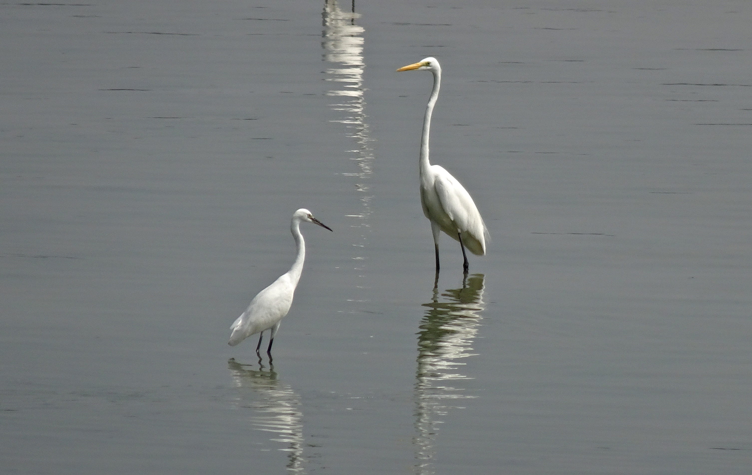 nature, beauty in nature, 2K, waterfront, animals in the wild, egret, wetland, india, reflection, animal wildlife, day, group of animals, water, no people, HD Wallpaper