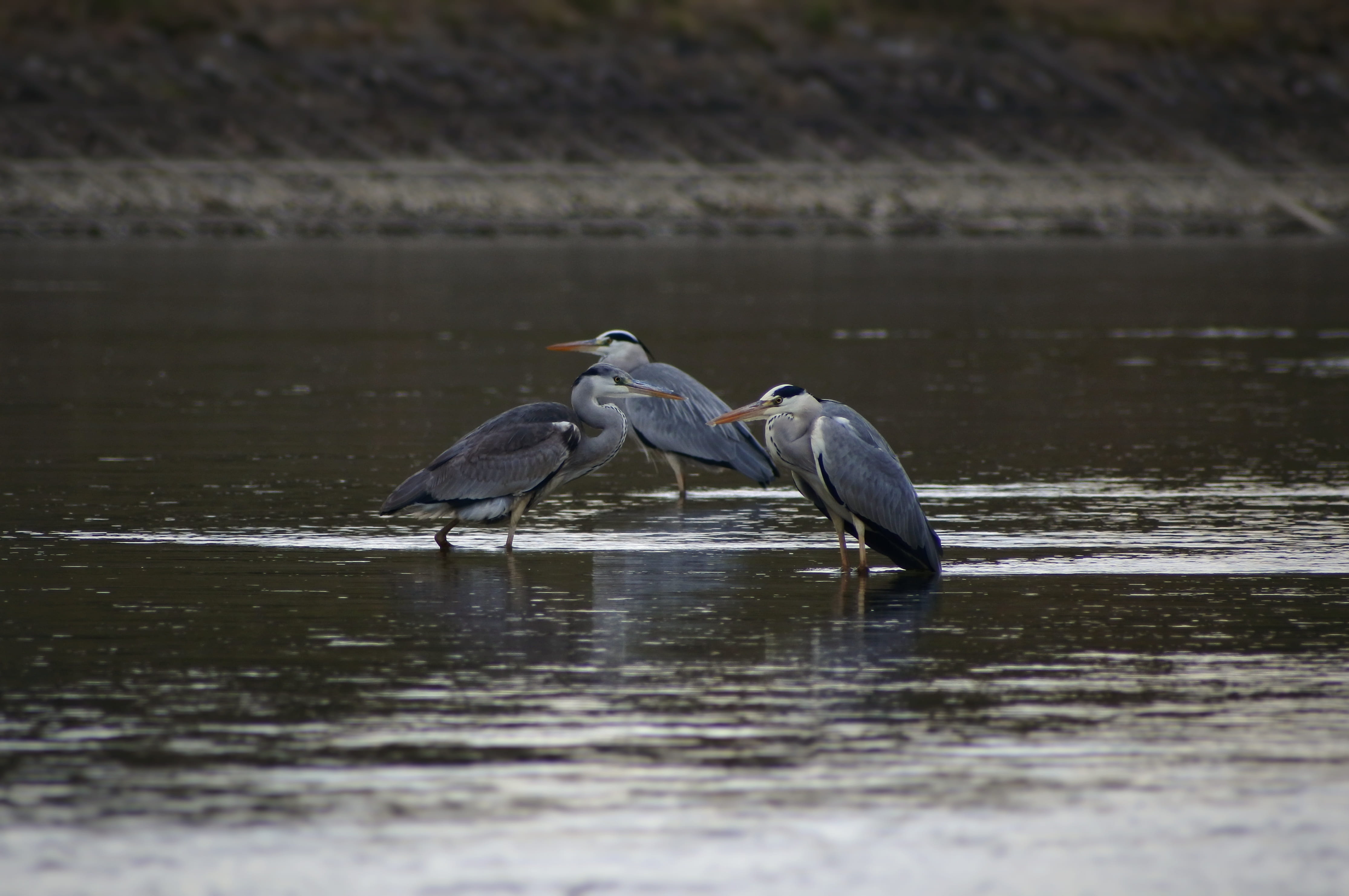 lake, natural, river, gray heron, group of animals, animal, day, water, heron, 4K, animal themes, bird, nature, zoology, vertebrate, waterfront, waterside, HD Wallpaper