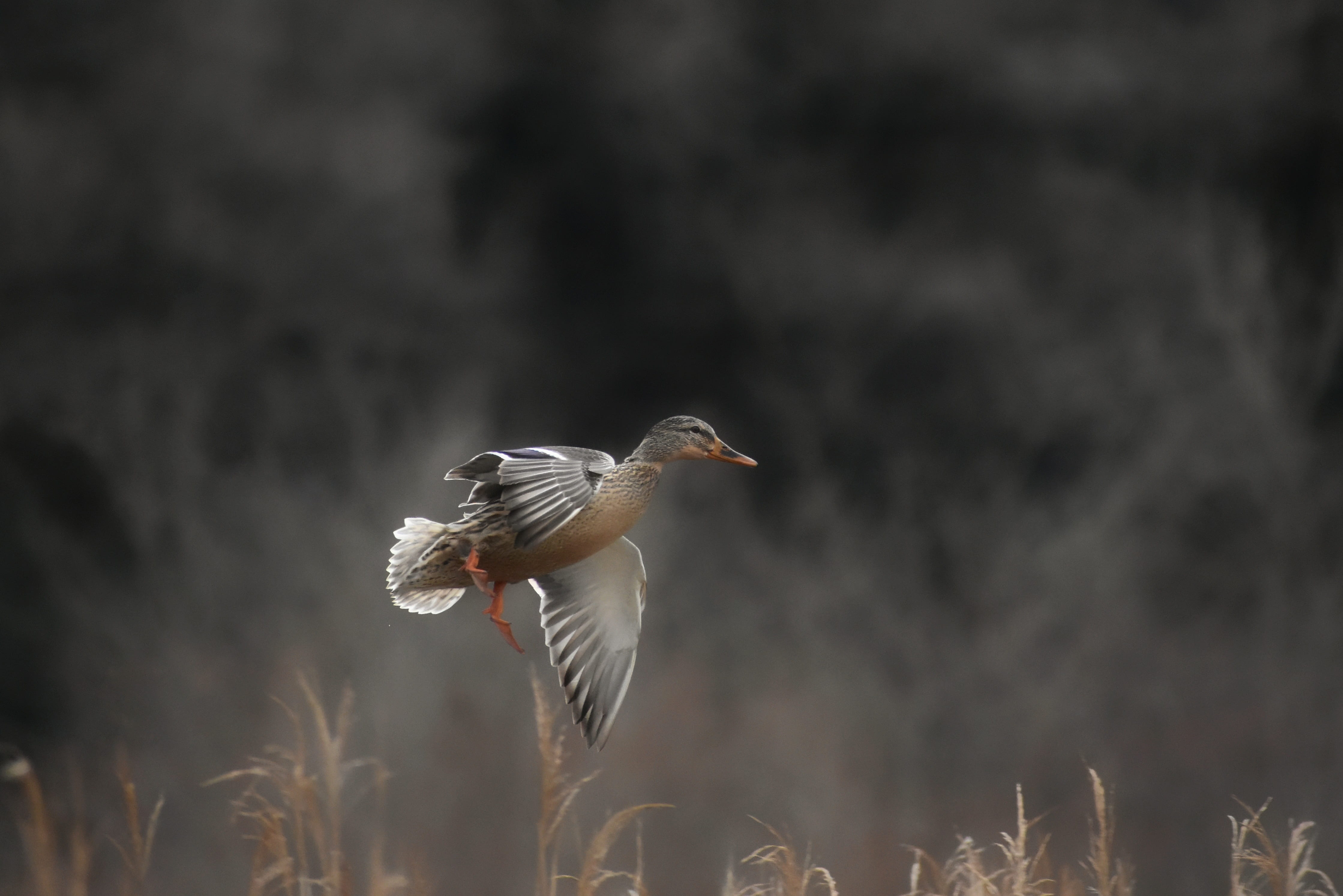 animal body part, animal, close-up, animal themes, mallard, mid-air, spread wings, vertebrate, 4K, nature, focus on foreground, grass, waterfowl, flight, HD Wallpaper