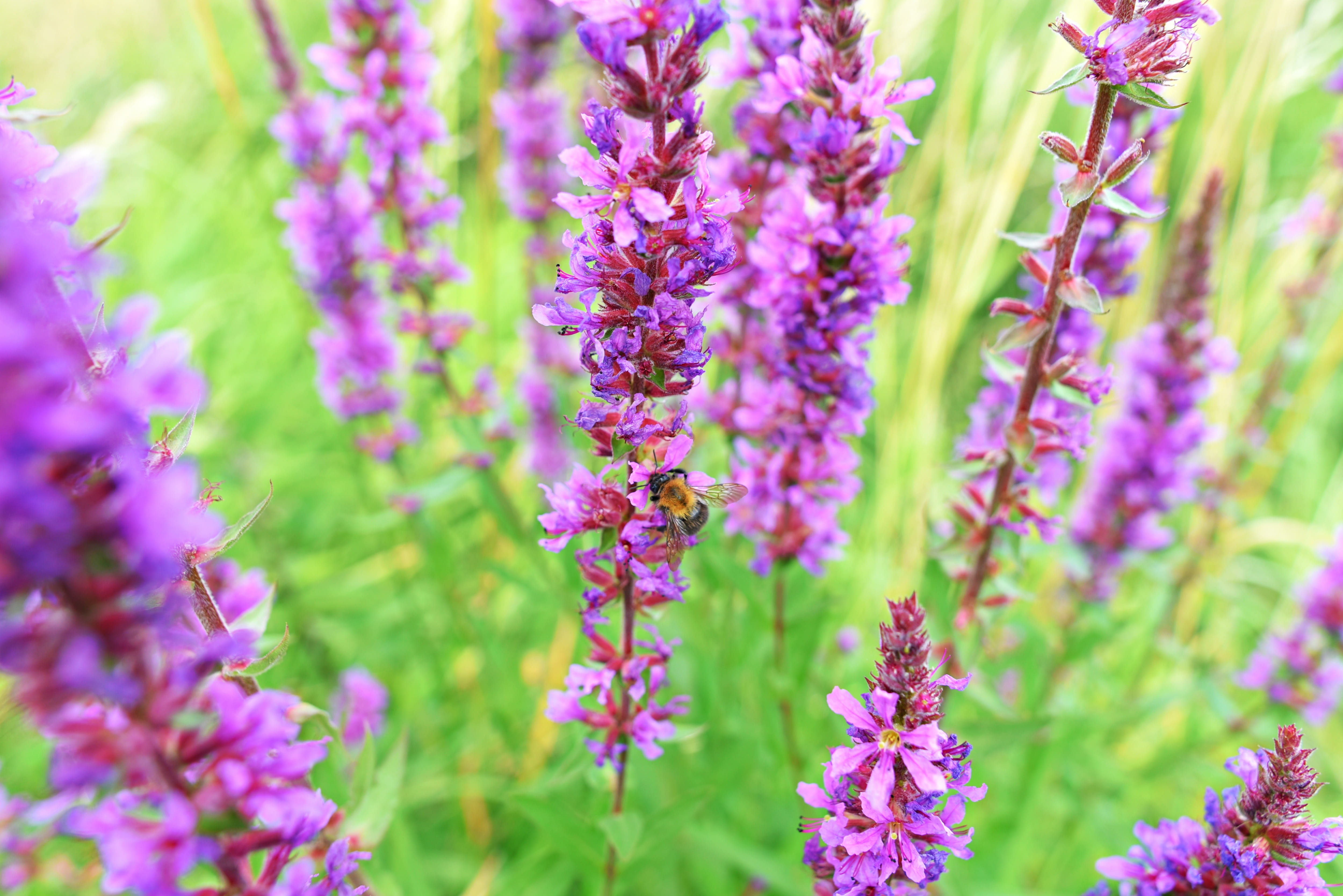 flowering plant, selective focus, beauty in nature, meadow, growth, freshness, wetland, outdoors, lyrthrum salicaria, bee, plant, garden, springtime, field, HD Wallpaper