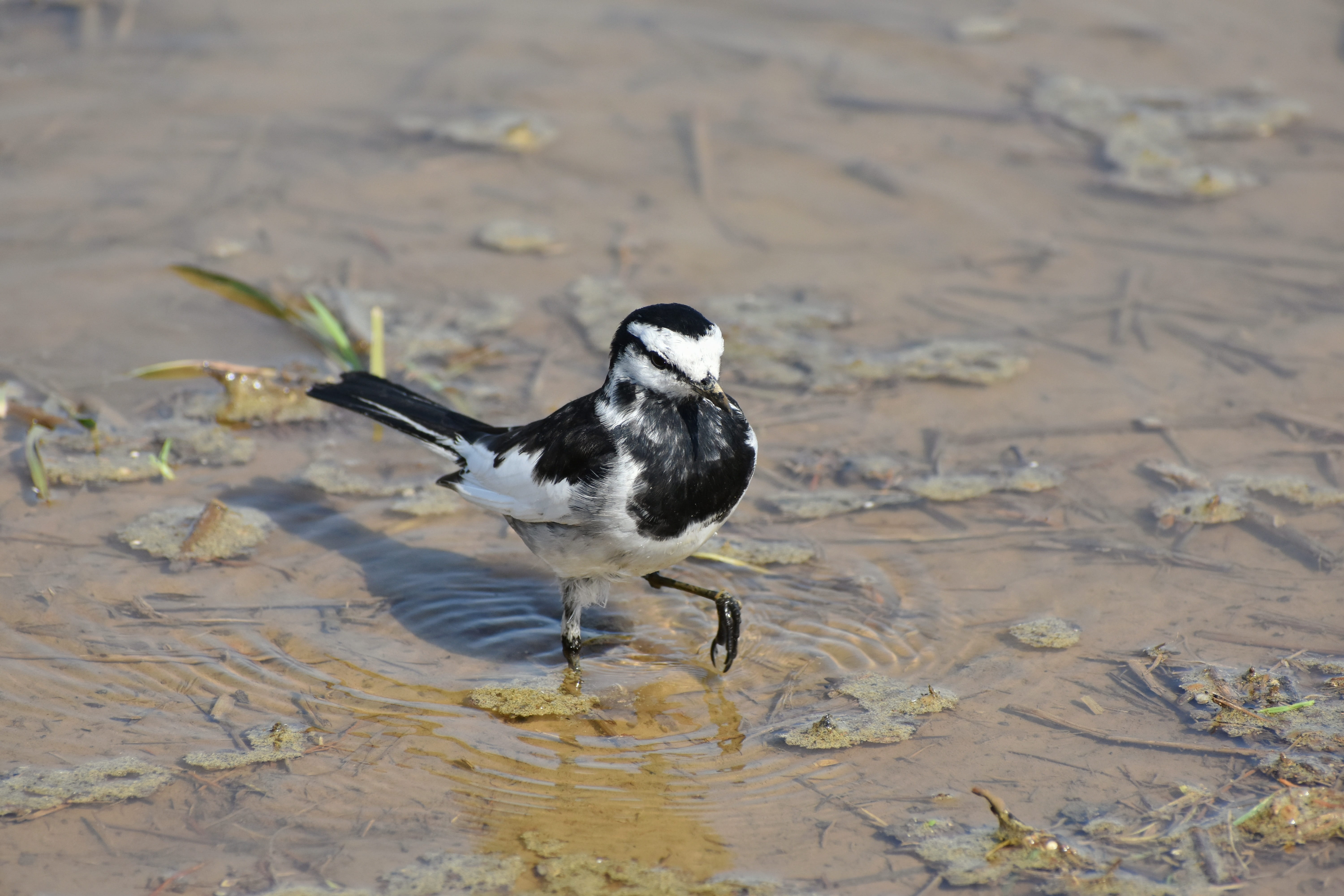 black color, vertebrate, one animal, high security level, land, animal wildlife, high angle view, nature, animal, wagtail department of, no people, focus on foreground, HD Wallpaper