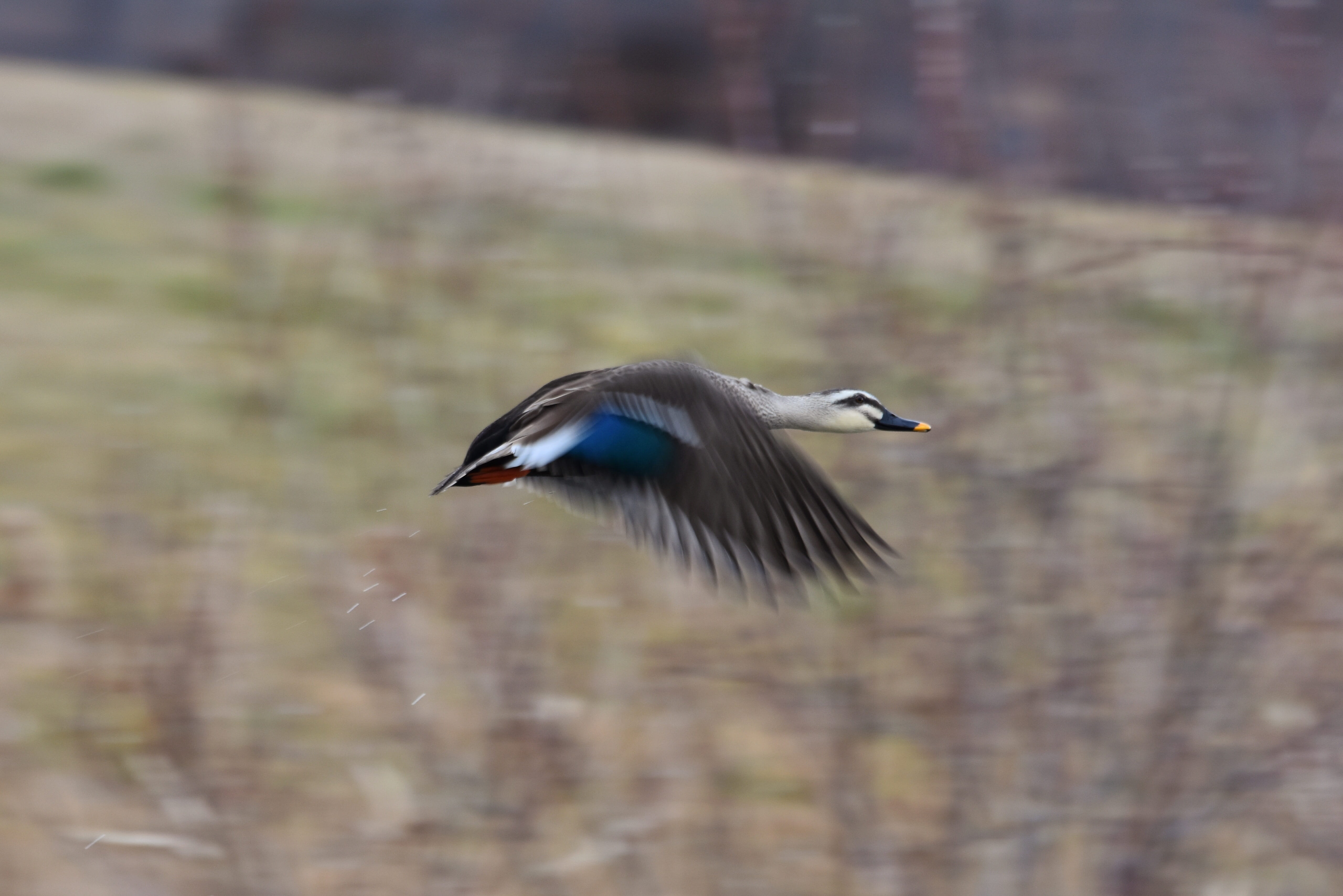 animal wildlife, flight, focus on foreground, landscape, full length, duck, seasonal, waterside, mild winter, river, vertebrate, animal, day, 5K, motion, HD Wallpaper
