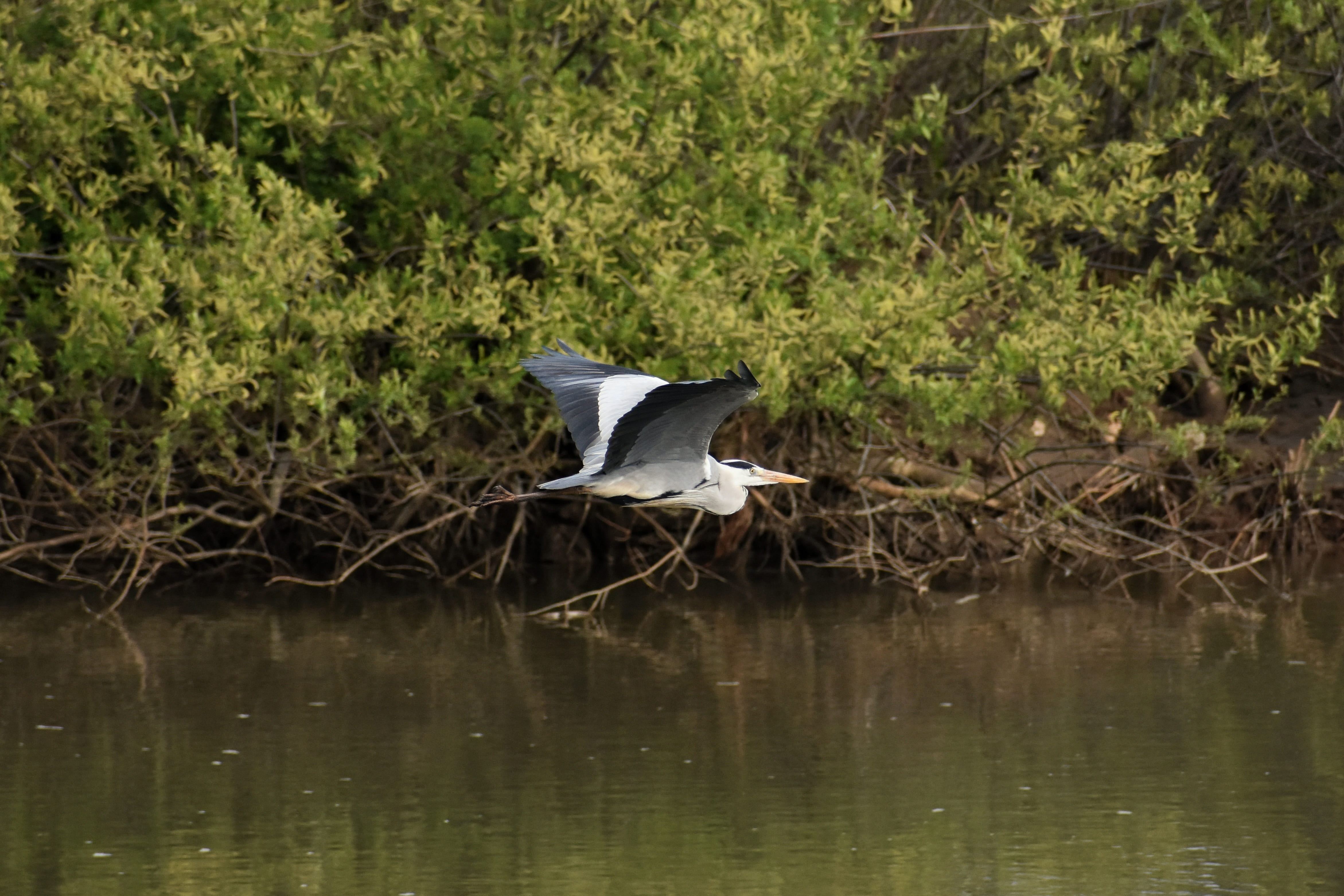 river, lake, gray heron, animals in the wild, animal themes, one animal, tree, growth, bird, outdoors, green color, wild birds, animal, water, nature, grass, HD Wallpaper