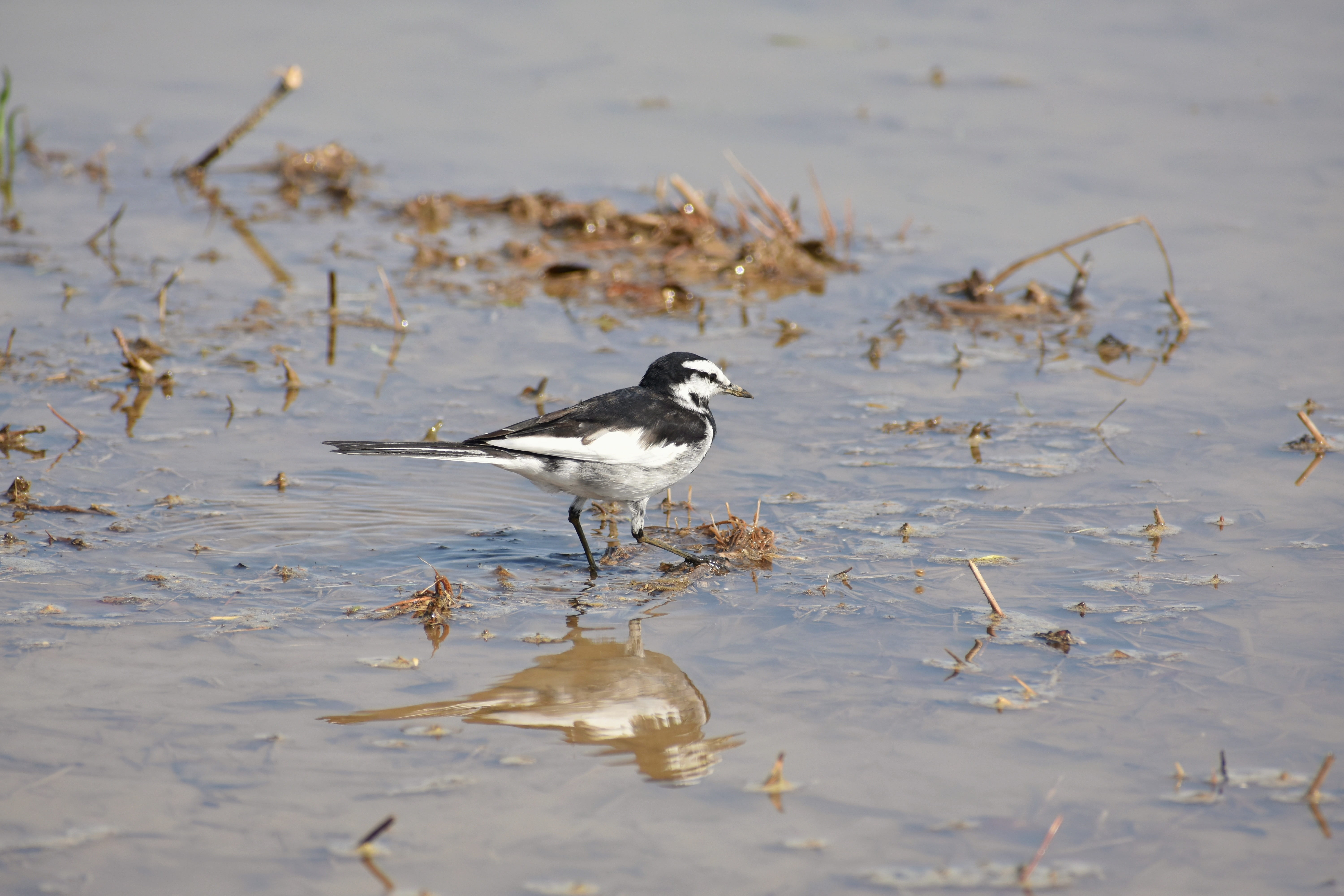 beach, high security level, lake, paddy field, mirror, reflection, selective focus, waterfront, water, day, natural, wagtail department of, one animal, HD Wallpaper
