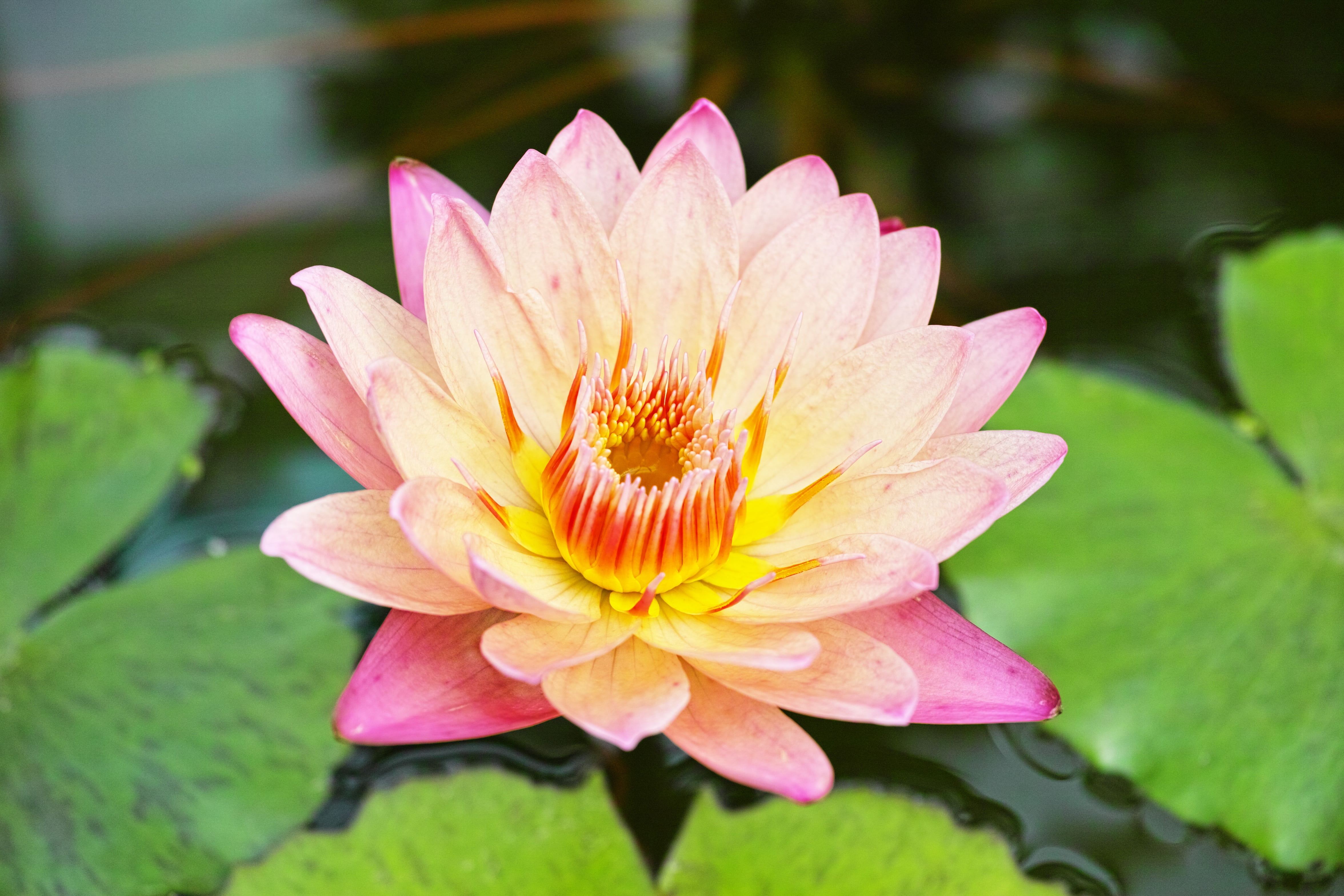 flower, flowering plant, floating on water, natural, petal, no people, 4K, inflorescence, flower head, vulnerability, leaf, water lily, waterside, outdoors, HD Wallpaper