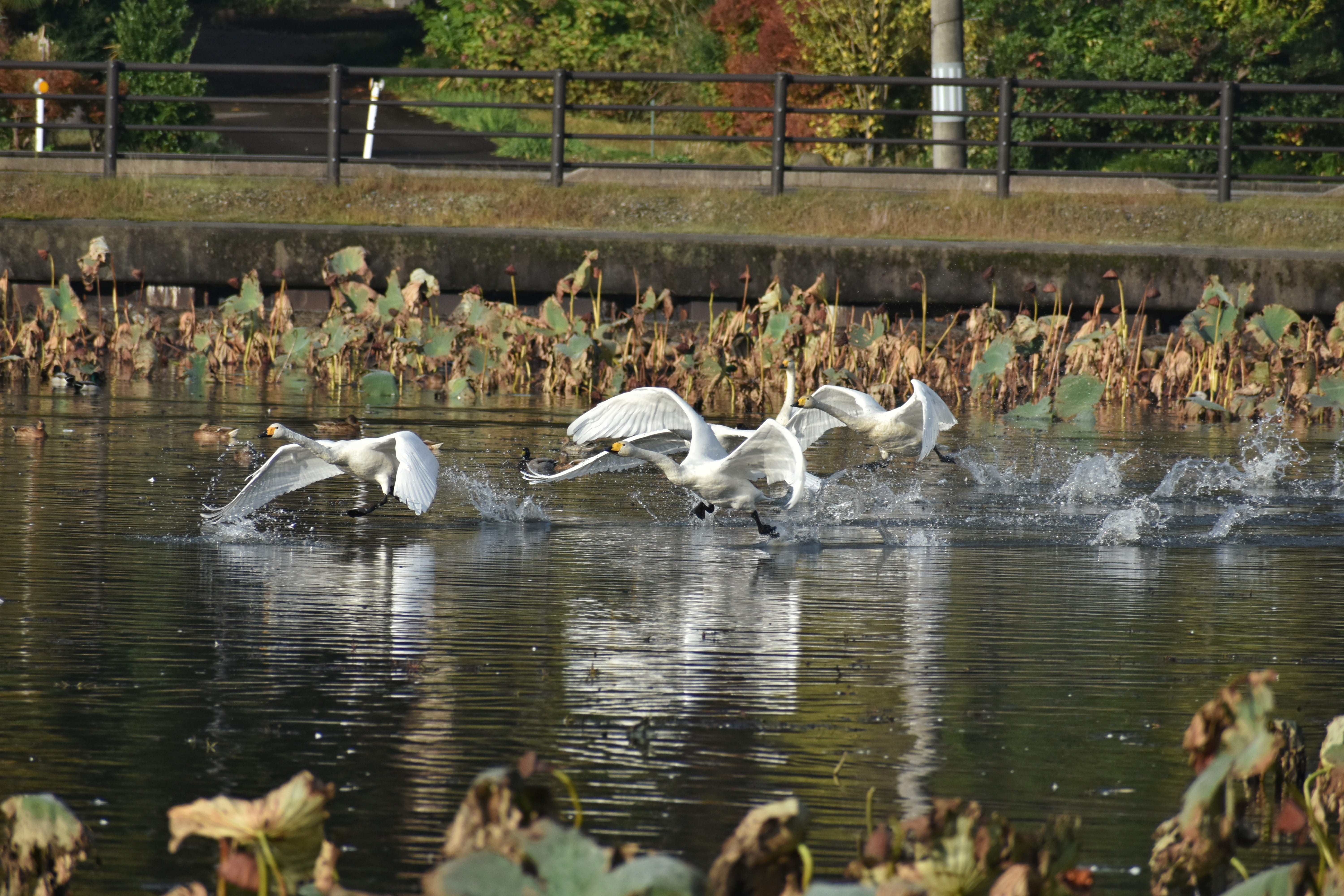 fields, wild birds, animal themes, wild animal, flight, spread wings, waterfowl, vertebrate, bird, swan, waterside, waterfront, large group of animals, HD Wallpaper