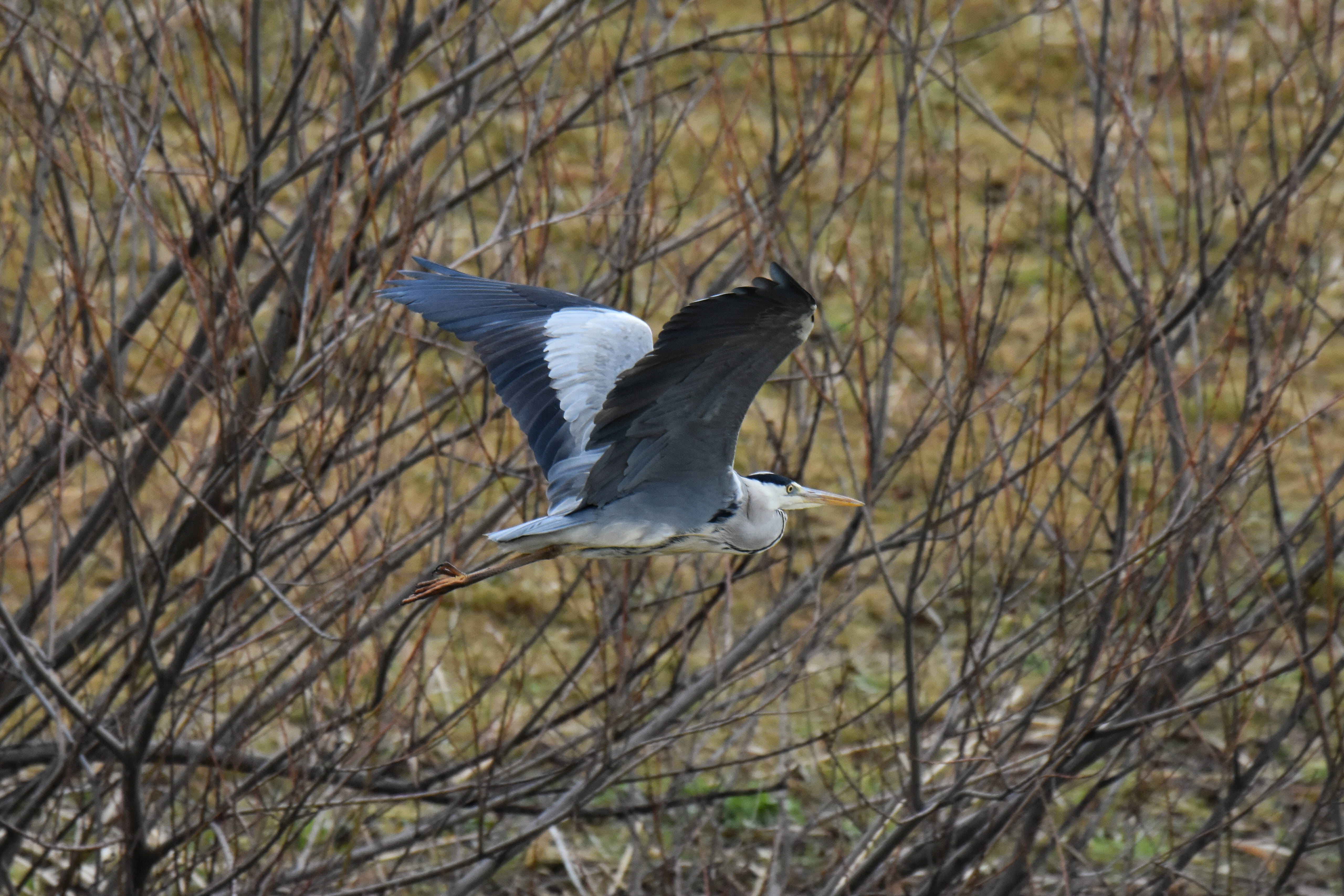 flying, 5K, heron, one animal, gray heron, nature, flapping, animal themes, animal, motion, wild birds, flight, outdoors, bare tree, branch, river, spread wings, HD Wallpaper