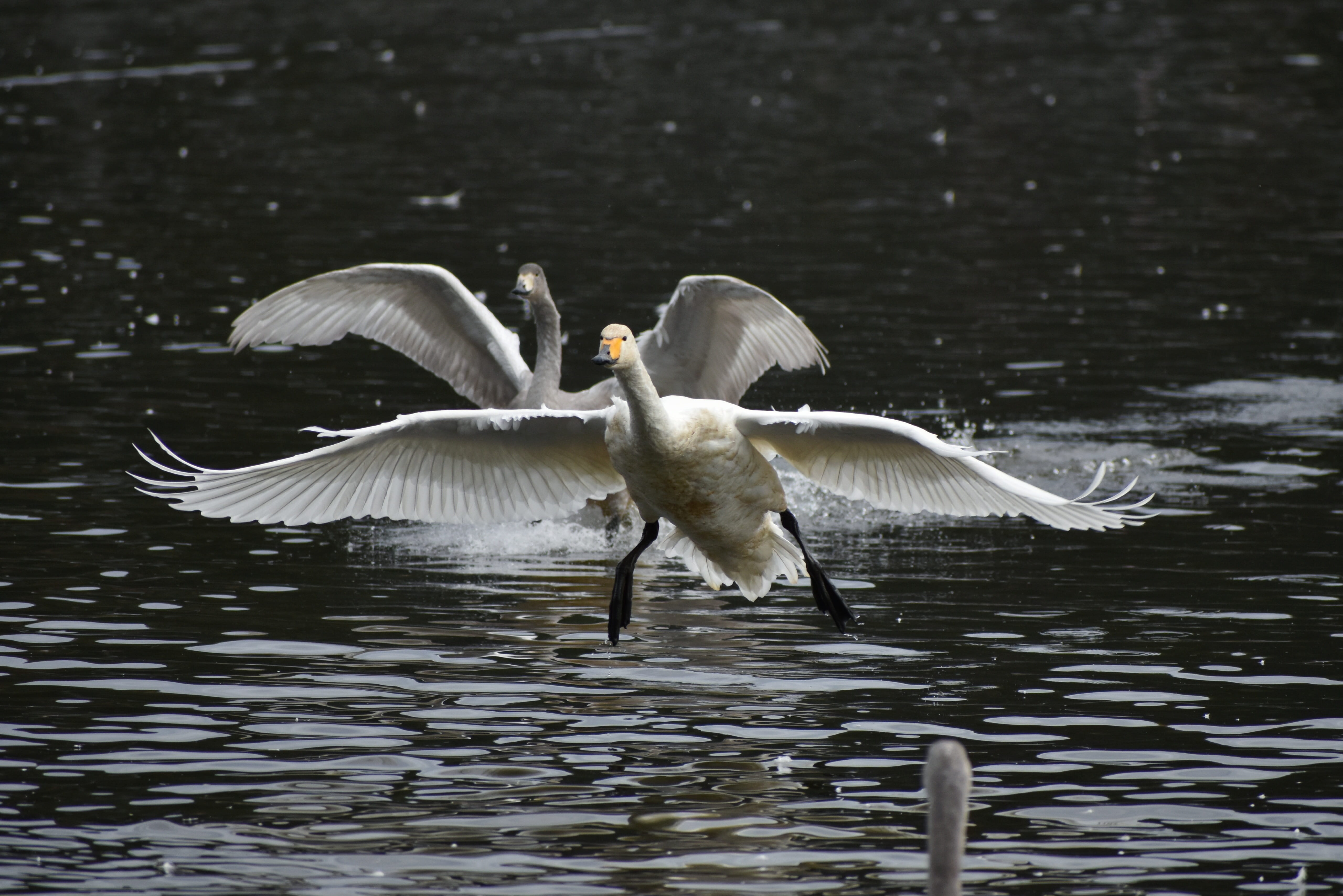 lake, splashdown, no people, wings, two animals, group of animals, travel, water, wild birds, video high chou, winter, flying, flight, waterside, waterfront, HD Wallpaper