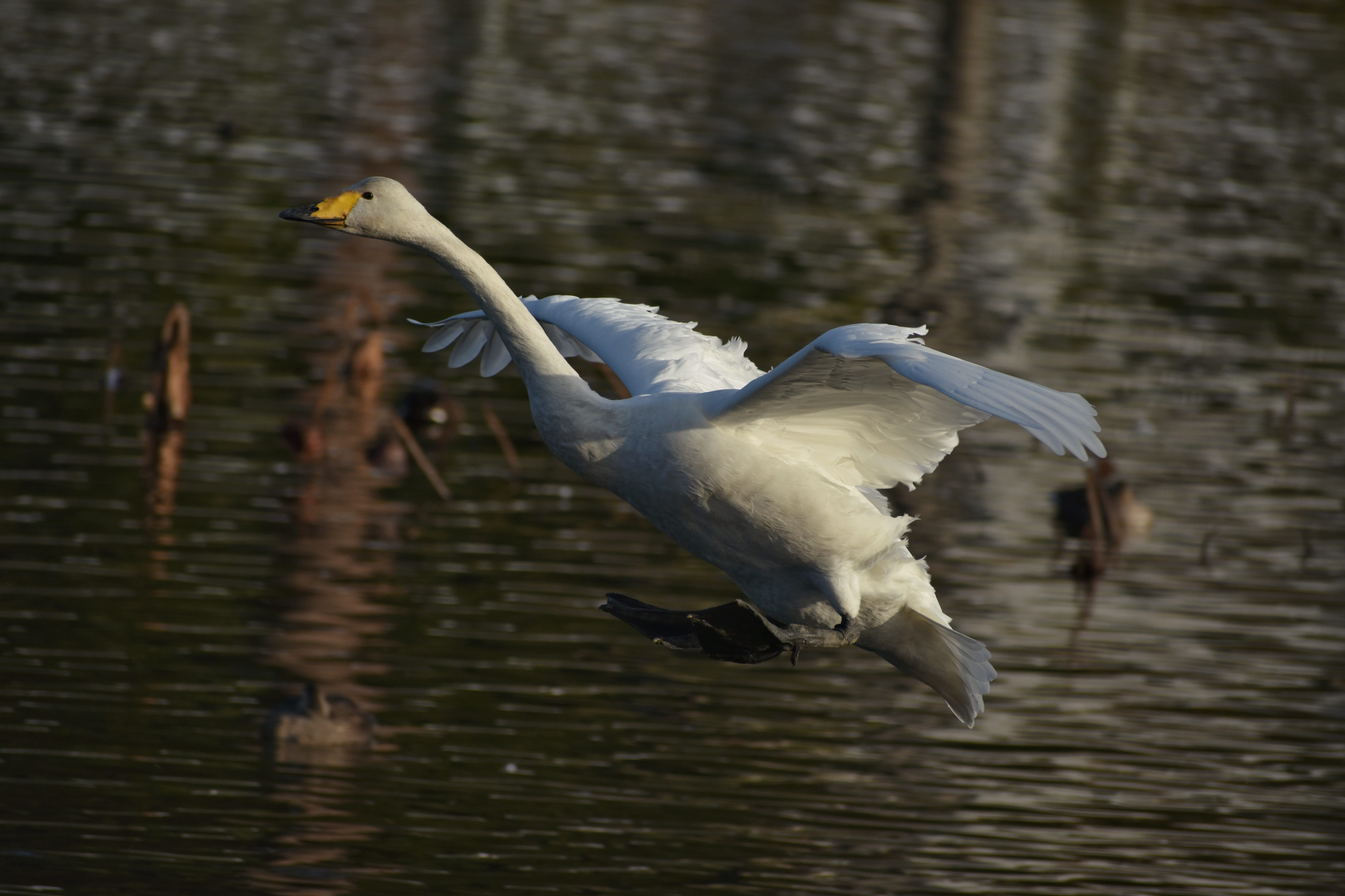 water, bird, animal themes, animal wildlife, seagull, natural, video high chou, flight, outdoors, seasonal, wild animal, 5K, flying, day, travel, waterfowl, HD Wallpaper